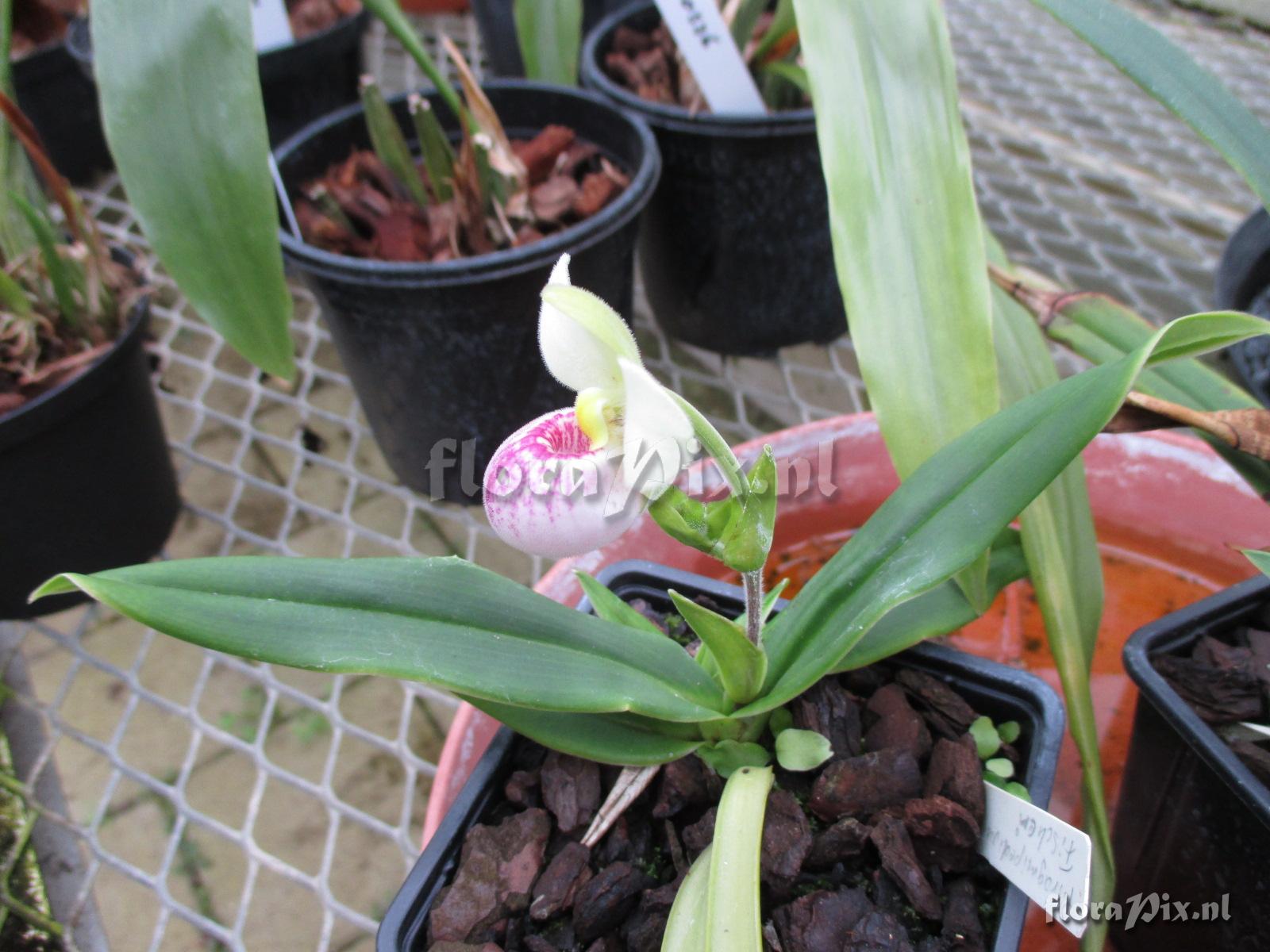 Phragmipedium fischeri