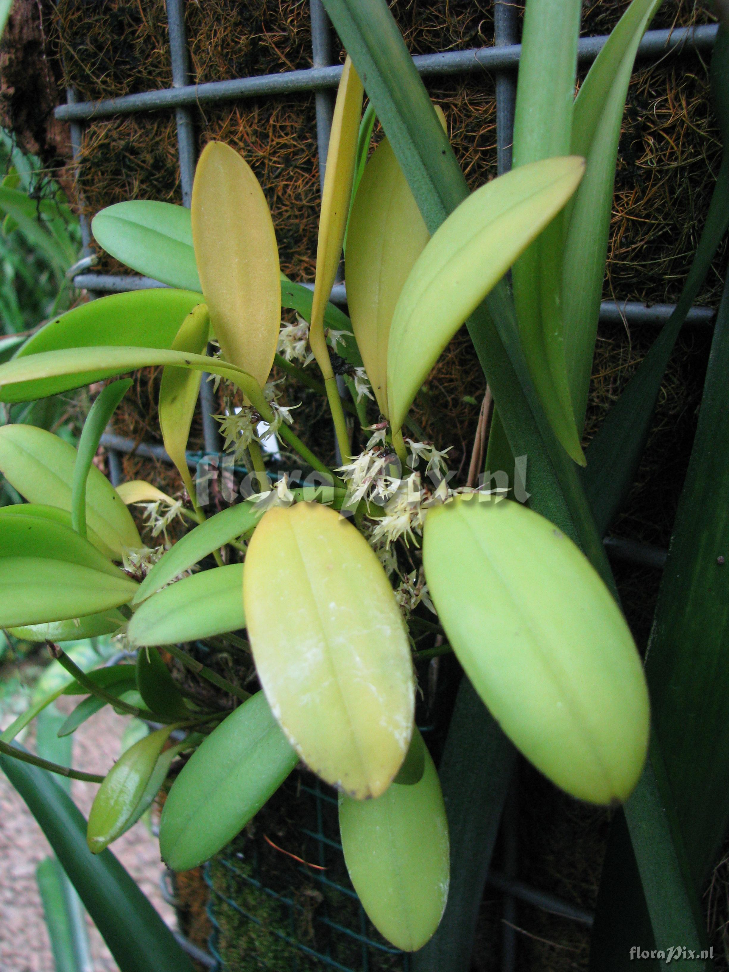 Pleurothallis obovata