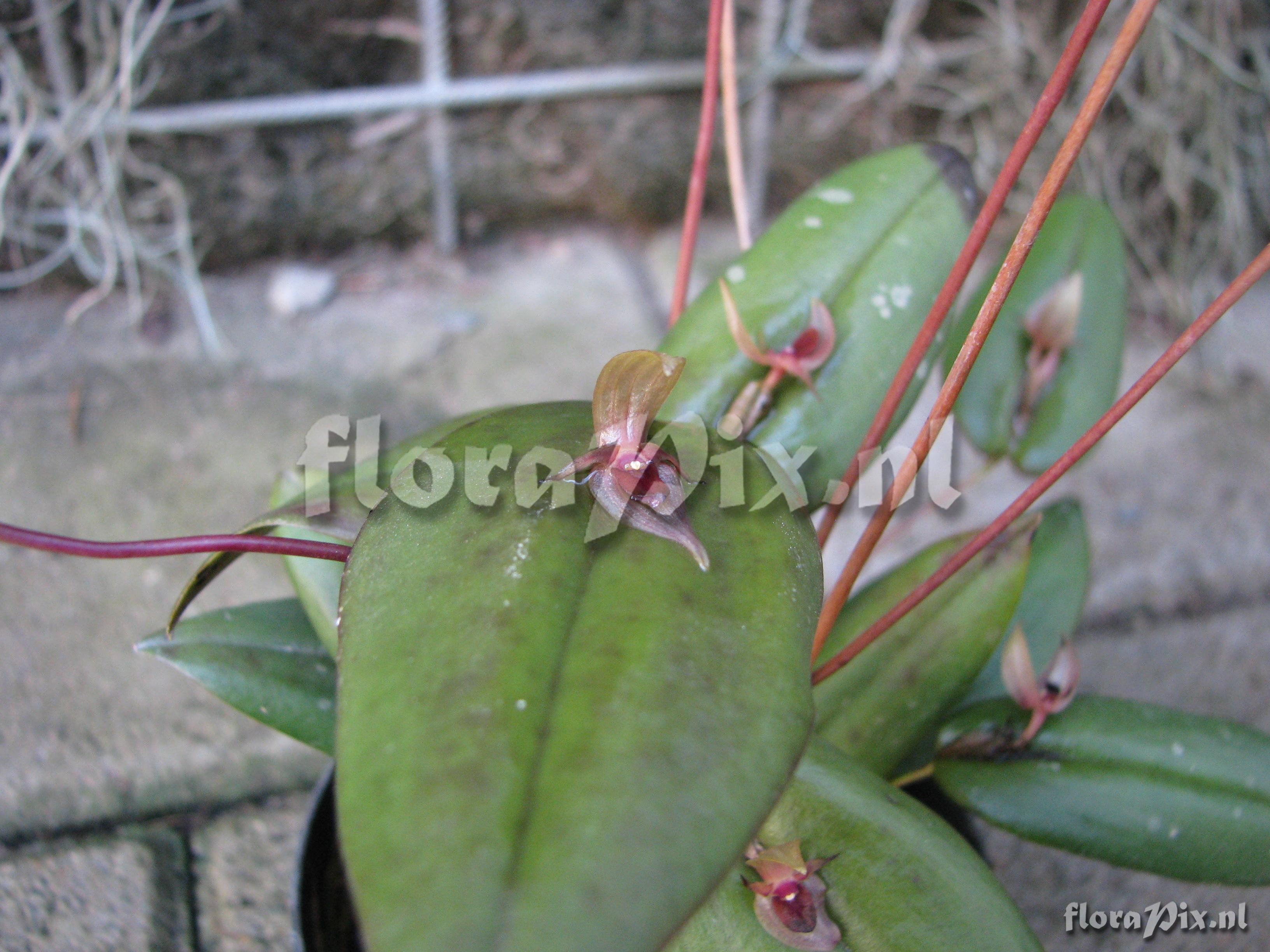 Pleurothallis stenopala