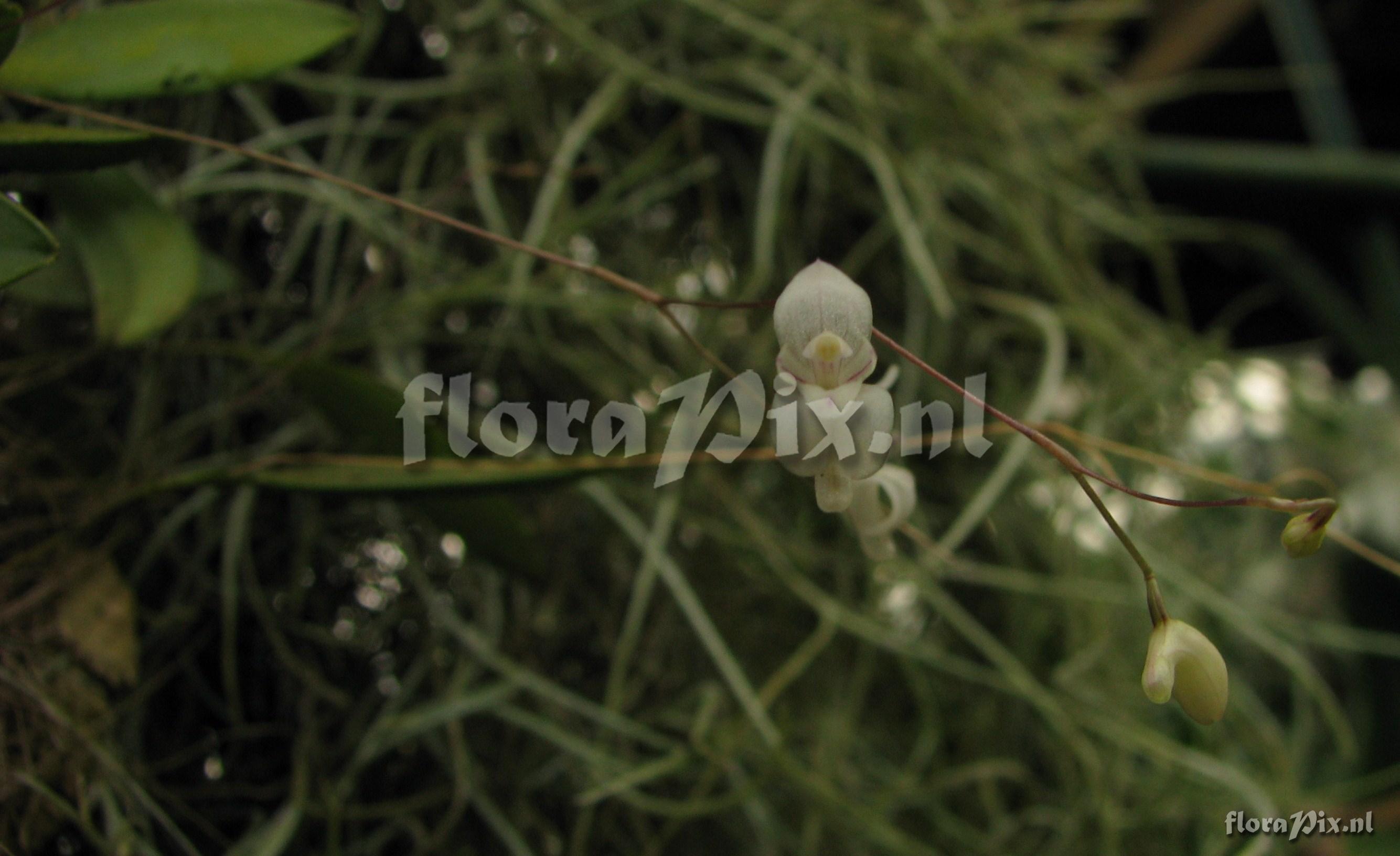 Pleurothallis pterophora