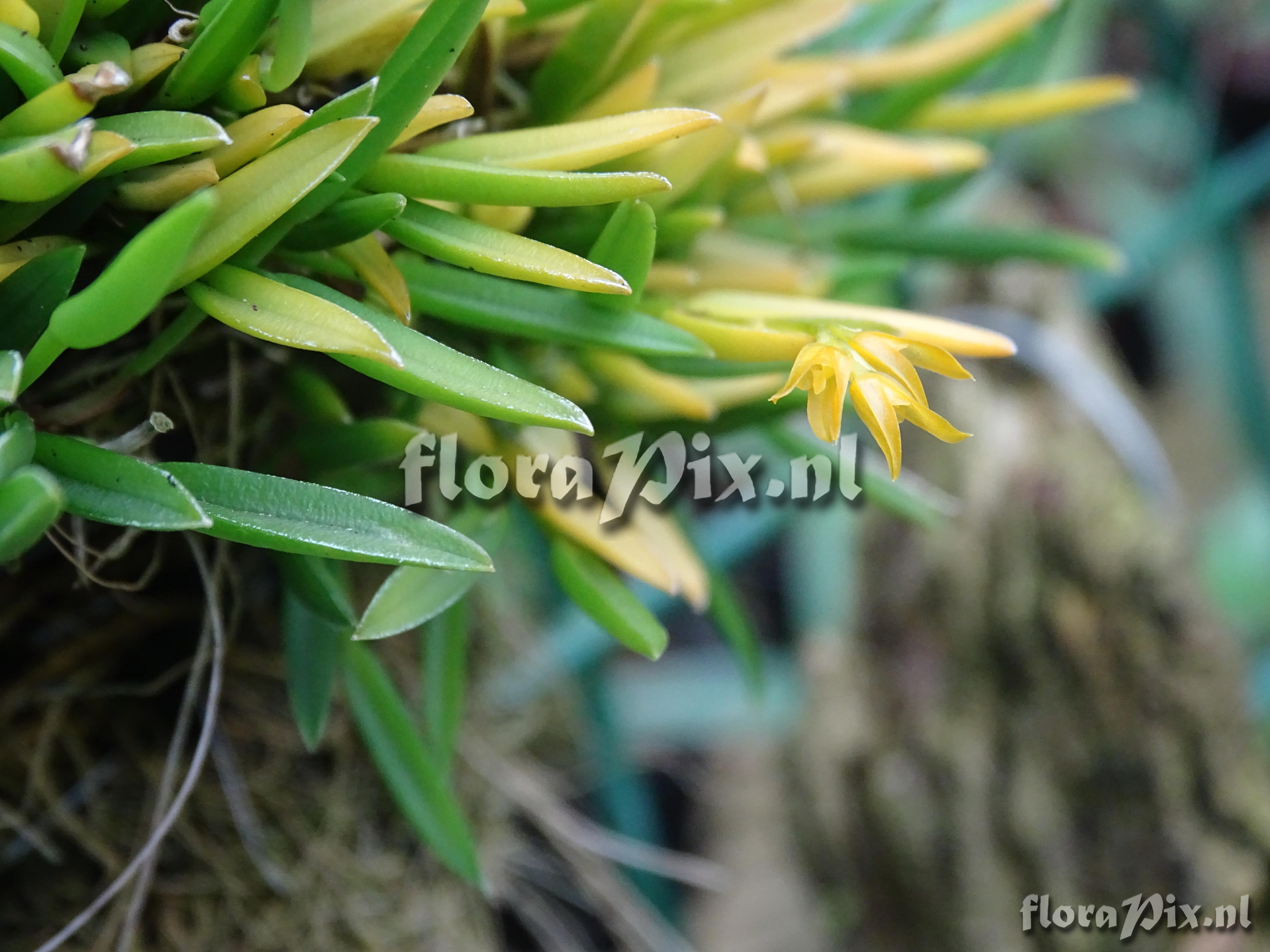 Pleurothallis sonderana