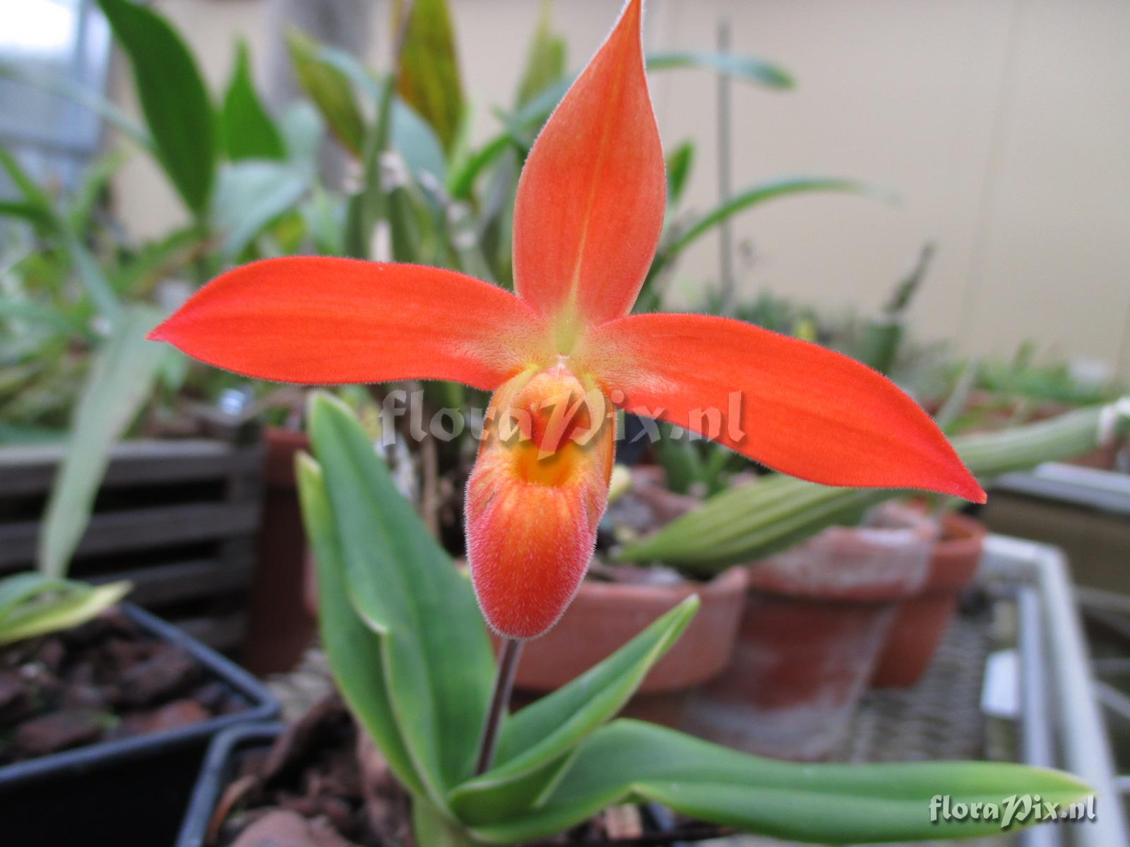 Phragmipedium dalessandroi