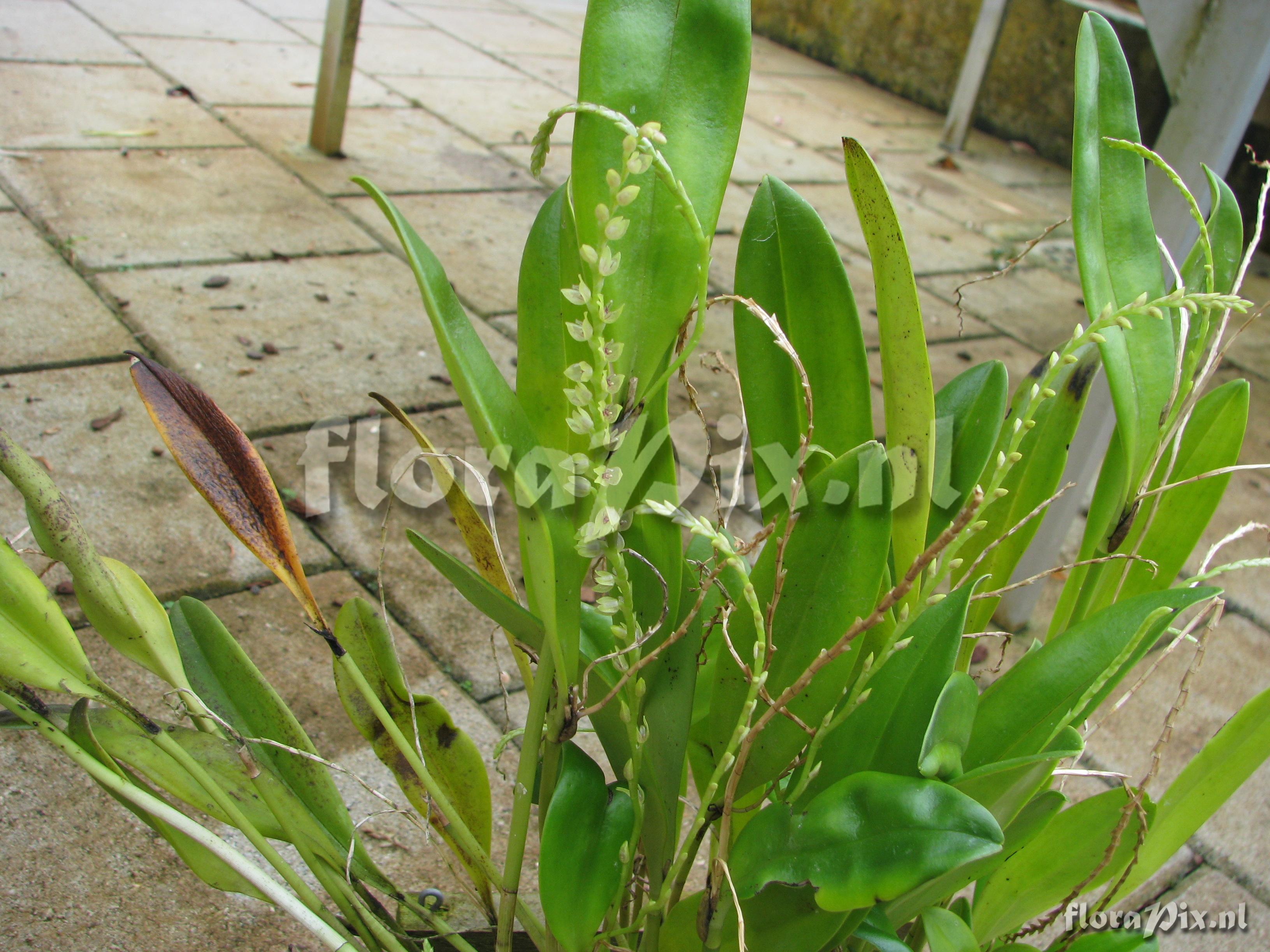 Pleurothallis rhodosticta 11002