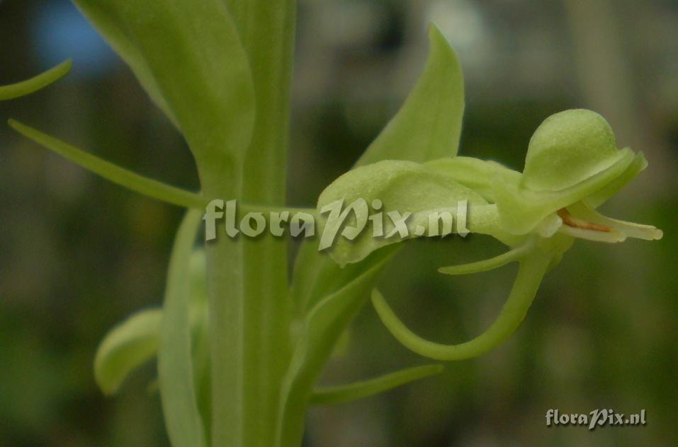 Habenaria gnomus