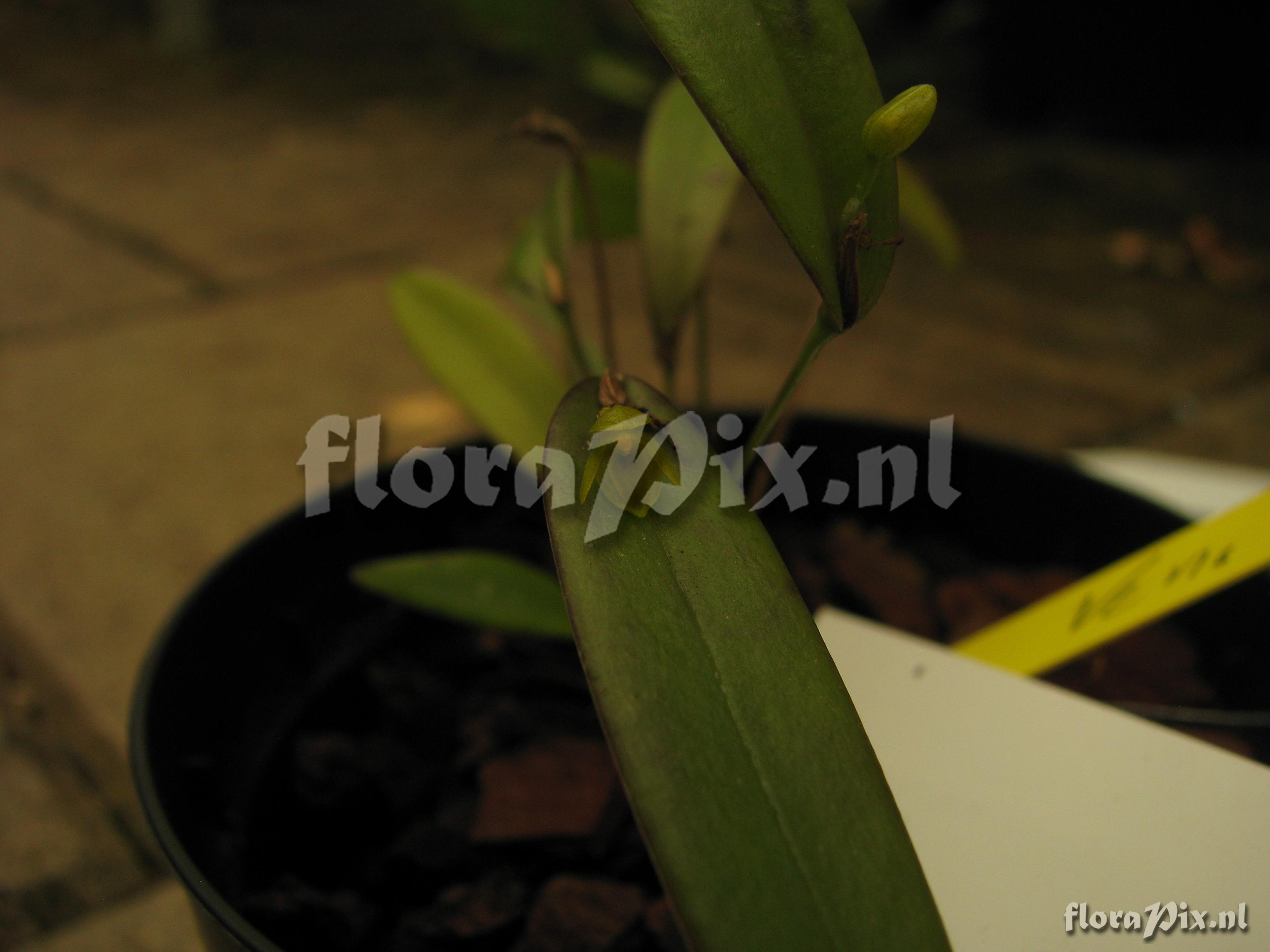 Pleurothallis spec.