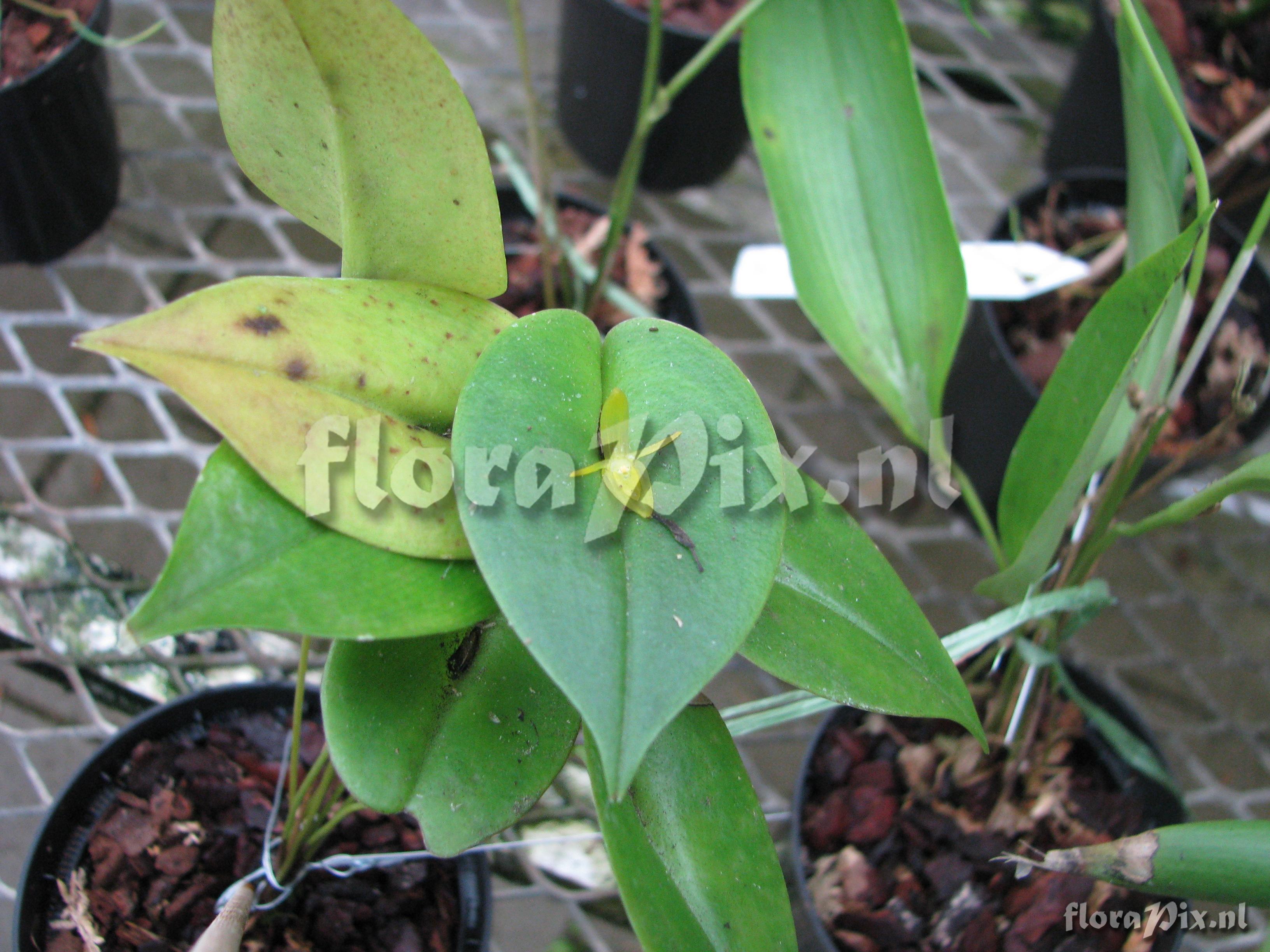 Pleurothallis 13ZW422