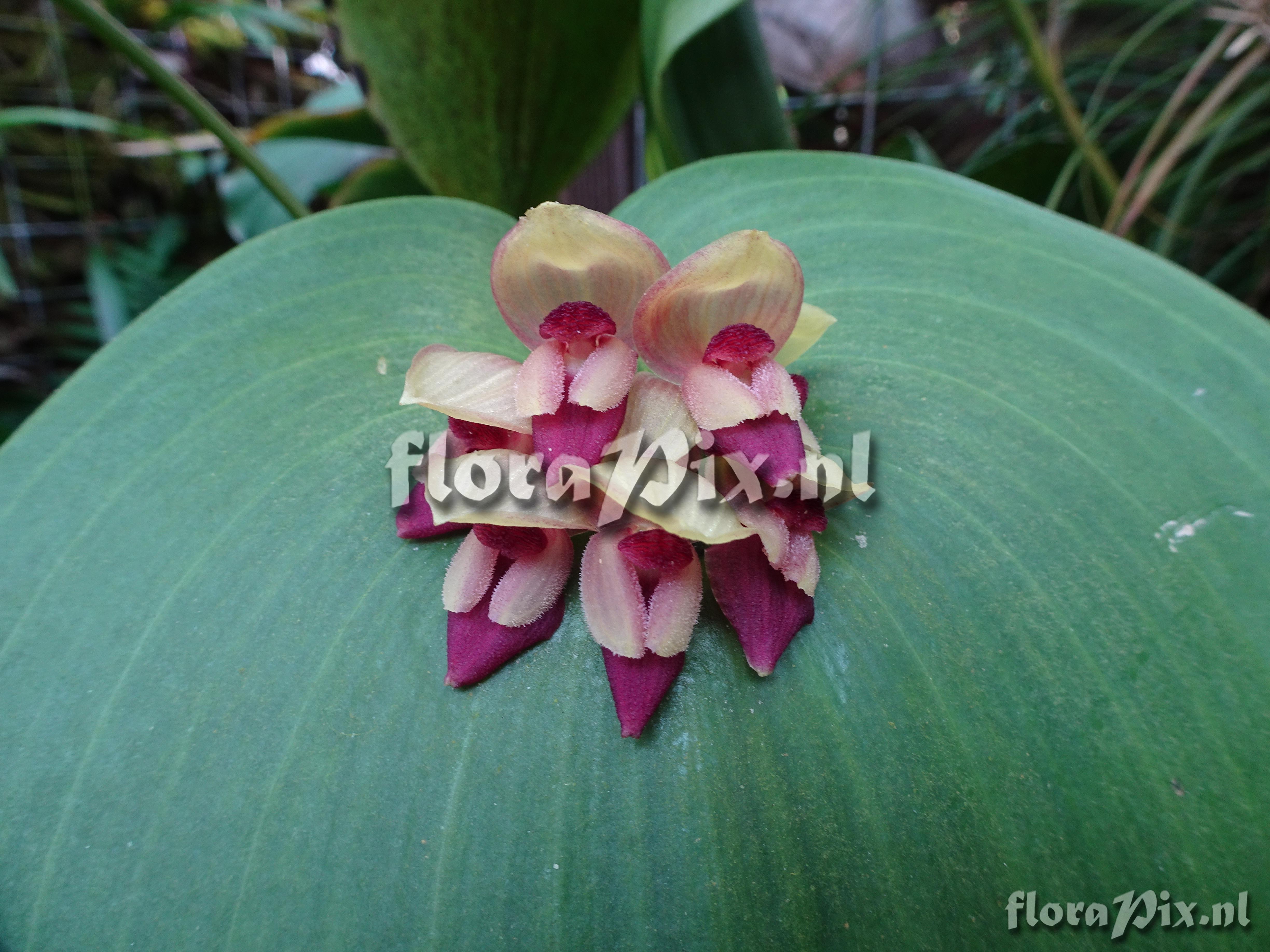 Pleurothallis marthae