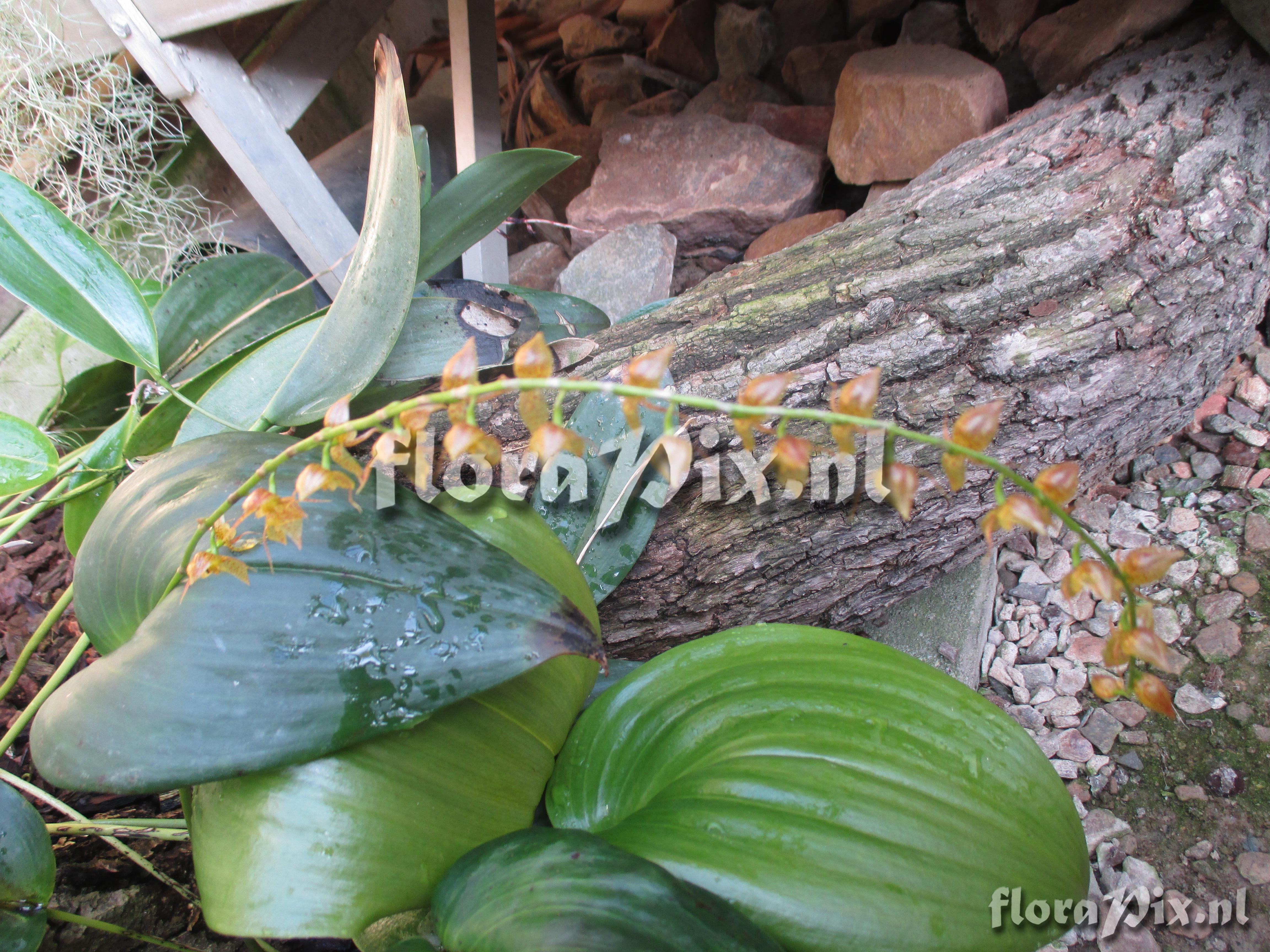 Pleurothallis antennifera of penduliflorae