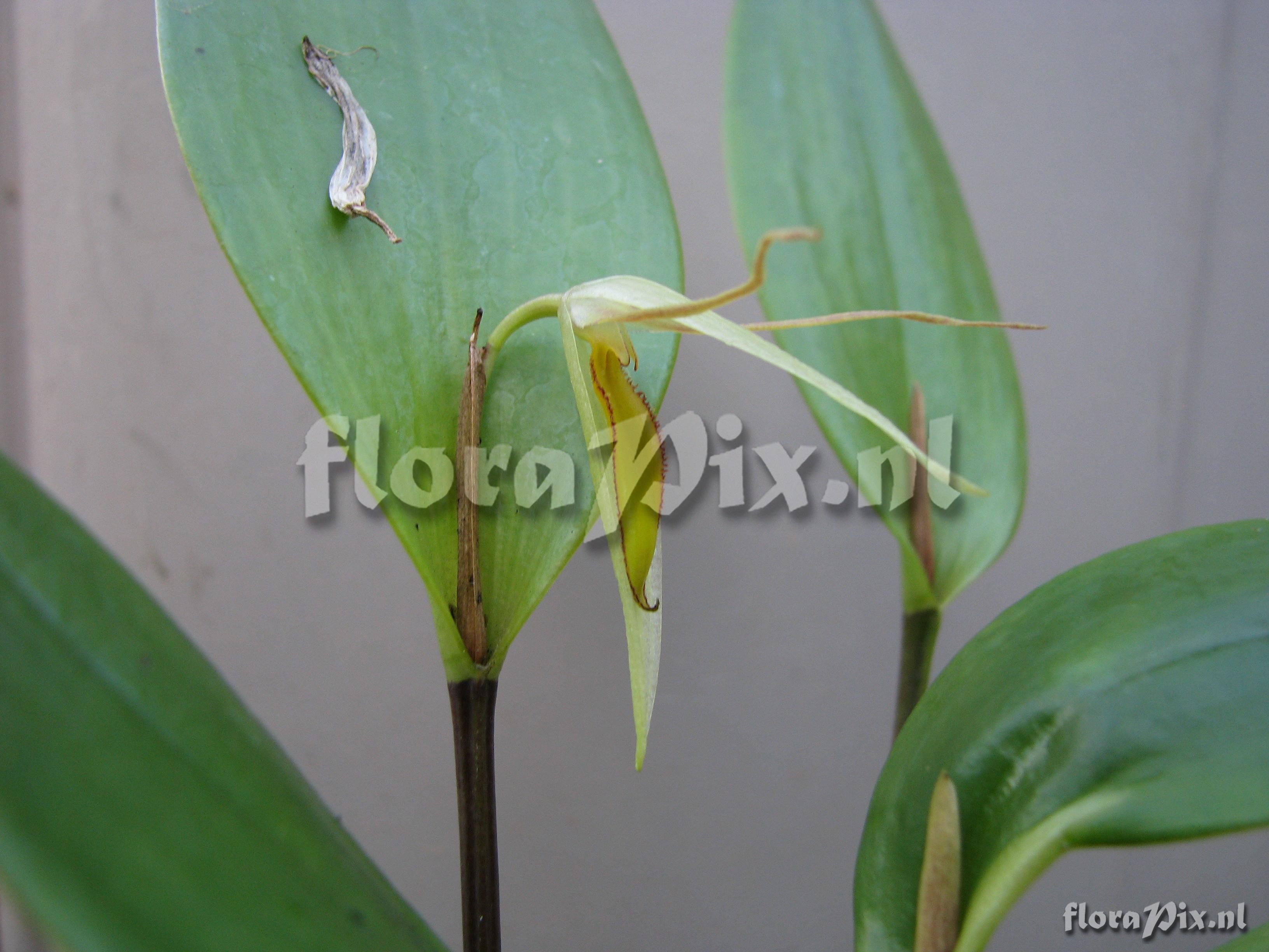 Pleurothallis hemirhoda