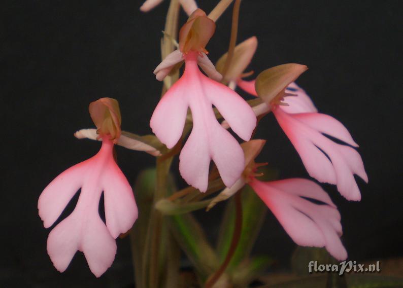 Habenaria erichmichaelii