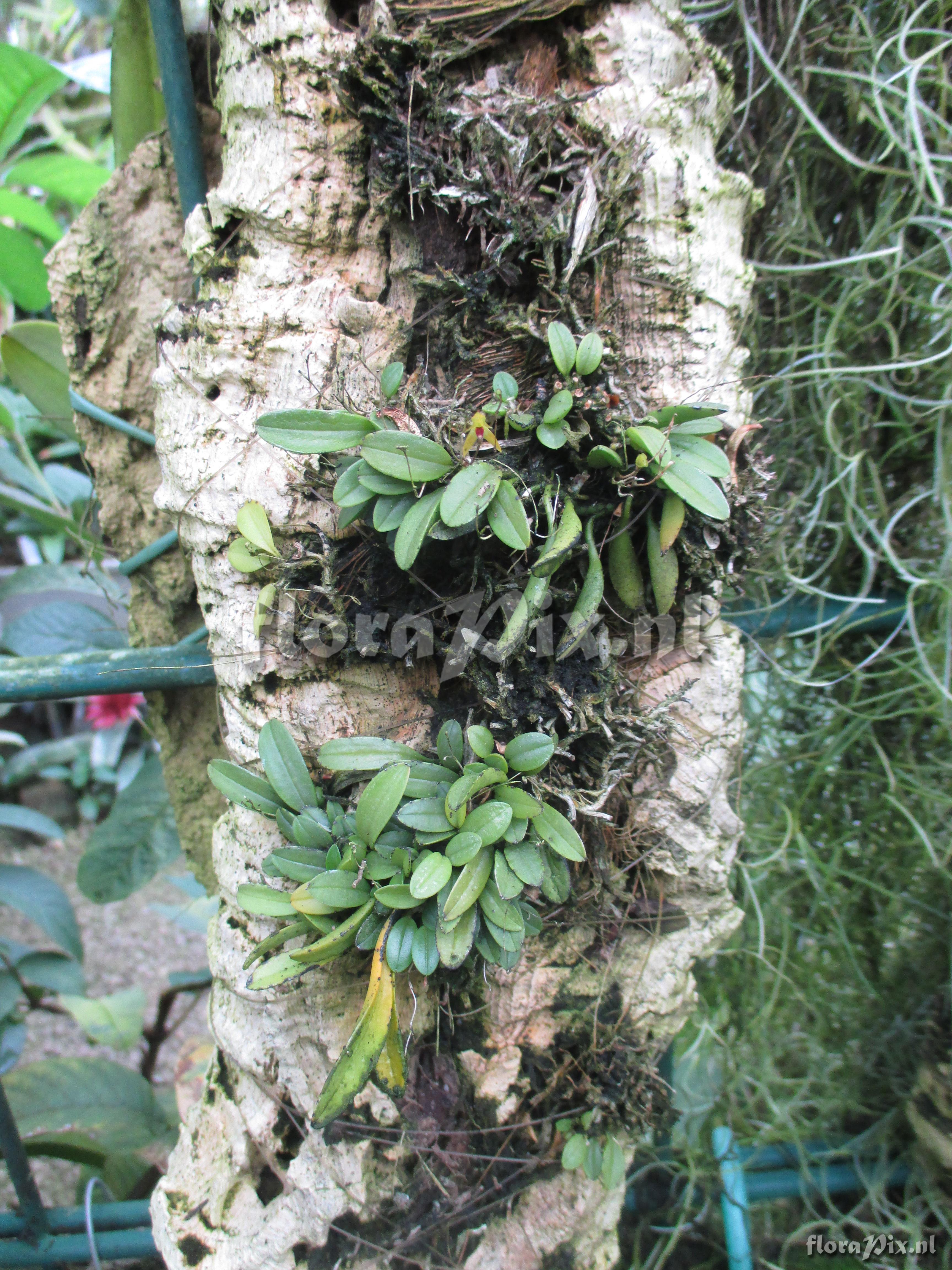 Pleurothallis pigonoides