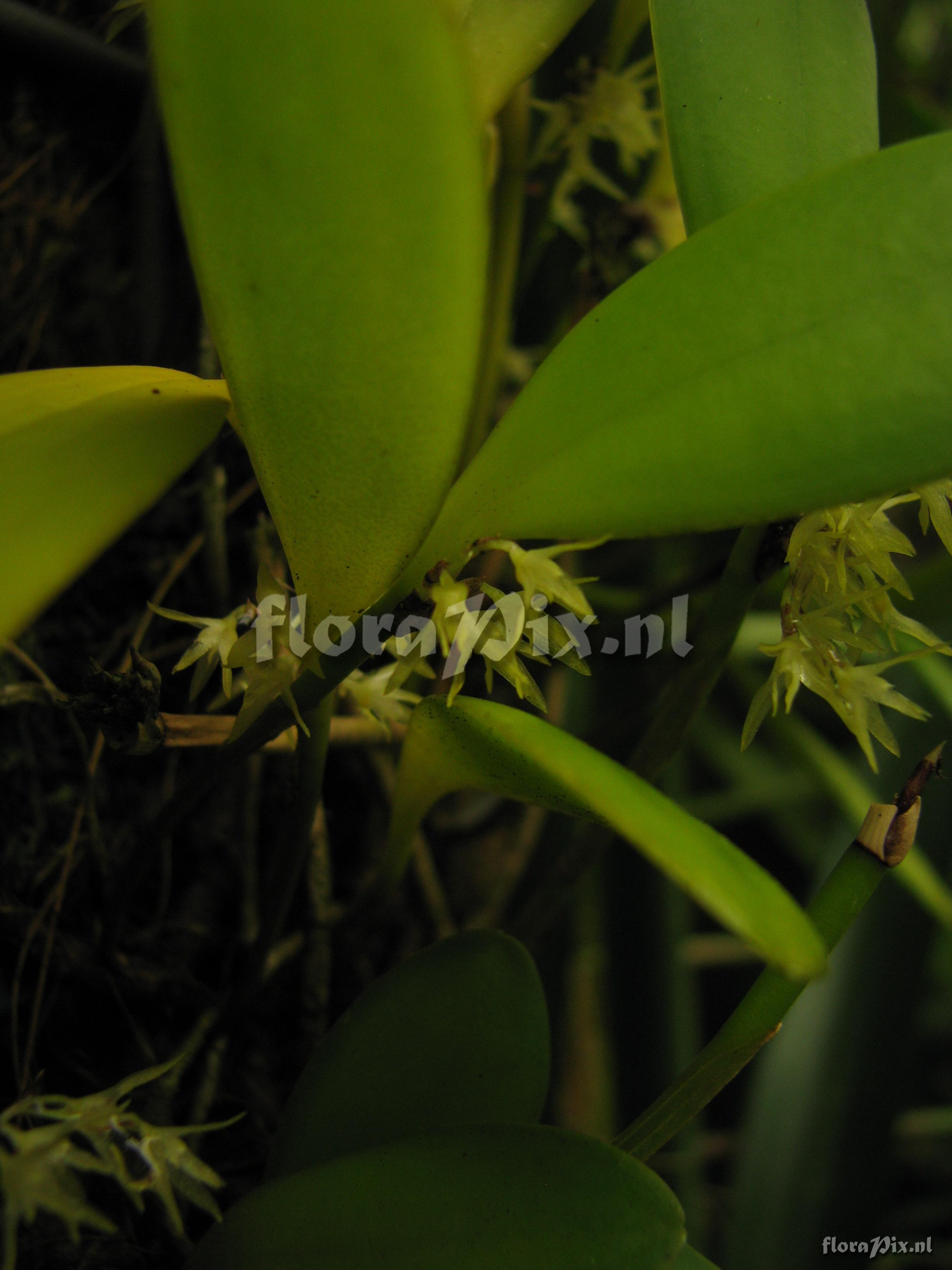 Pleurothallis obovata