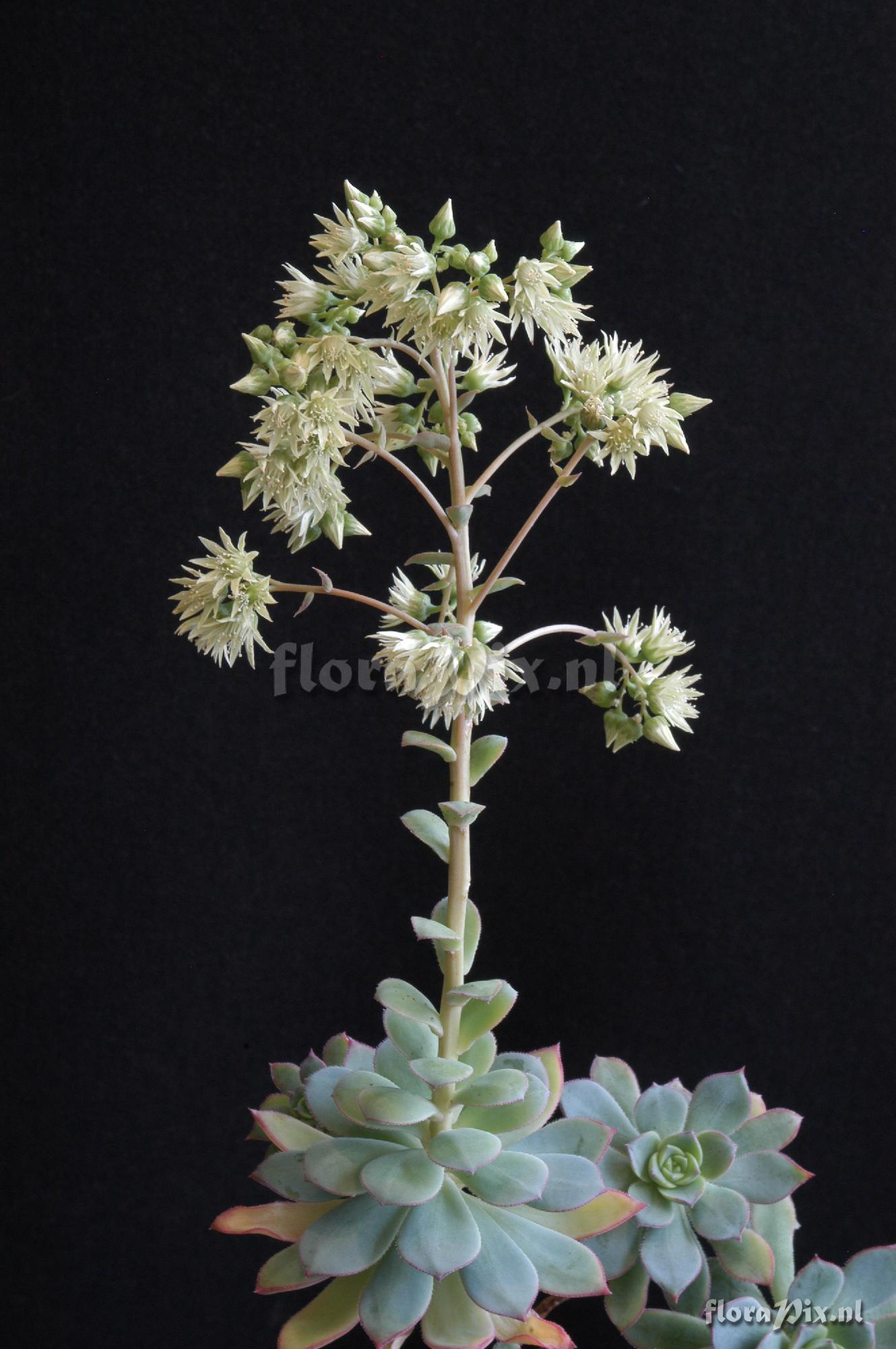 Aeonium haworthii