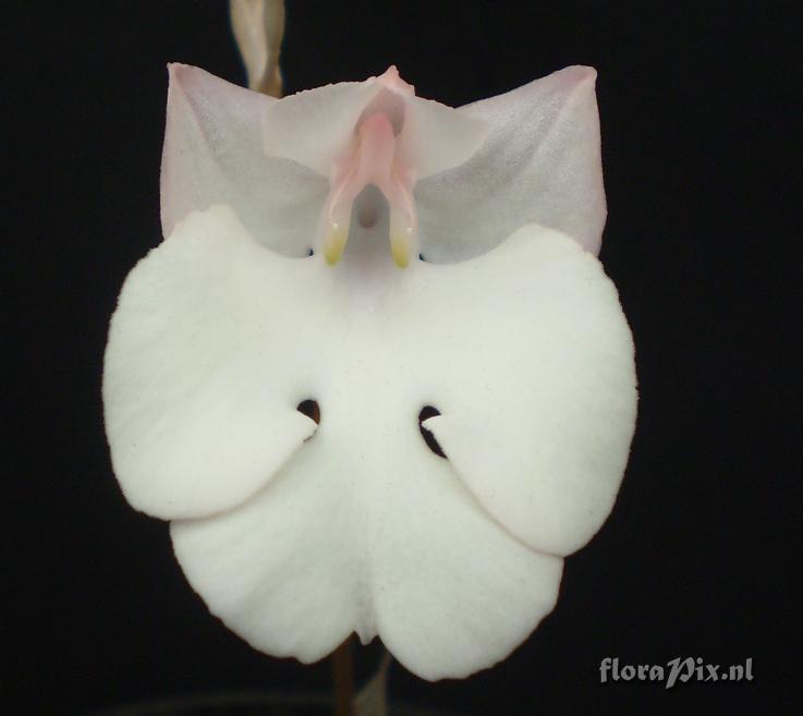 Habenaria carnea