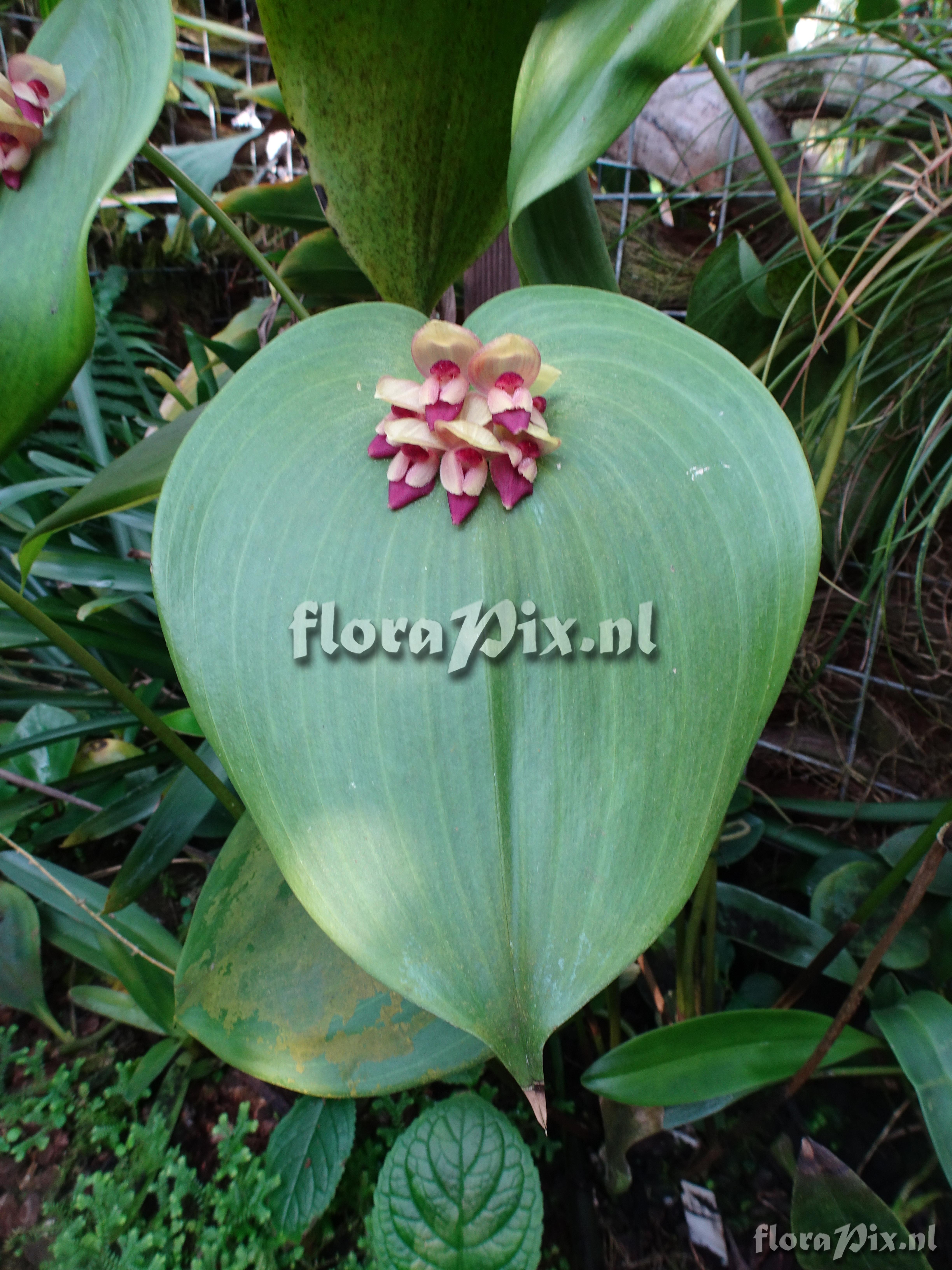 Pleurothallis marthae