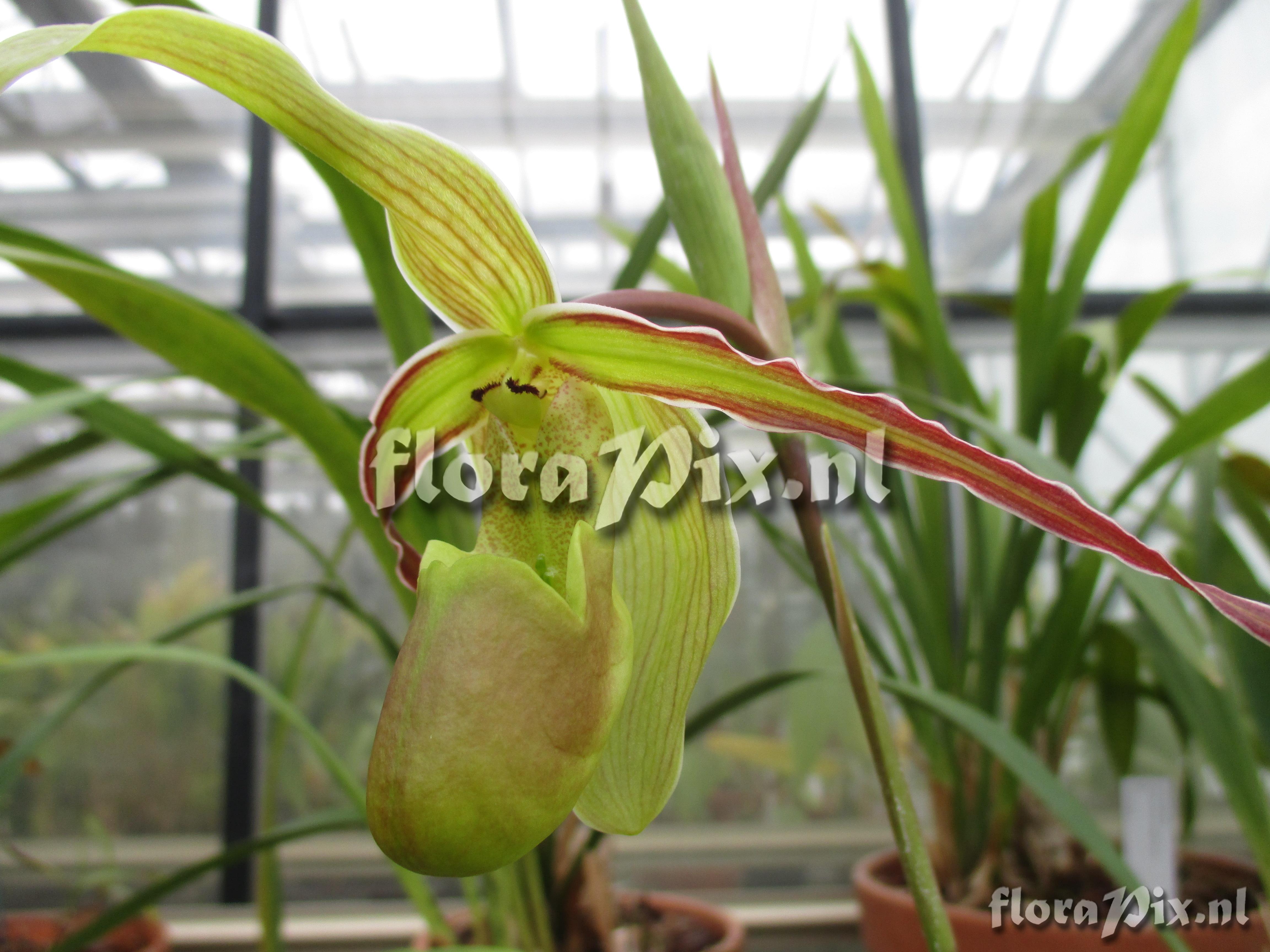 Phragmipedium boisserianum