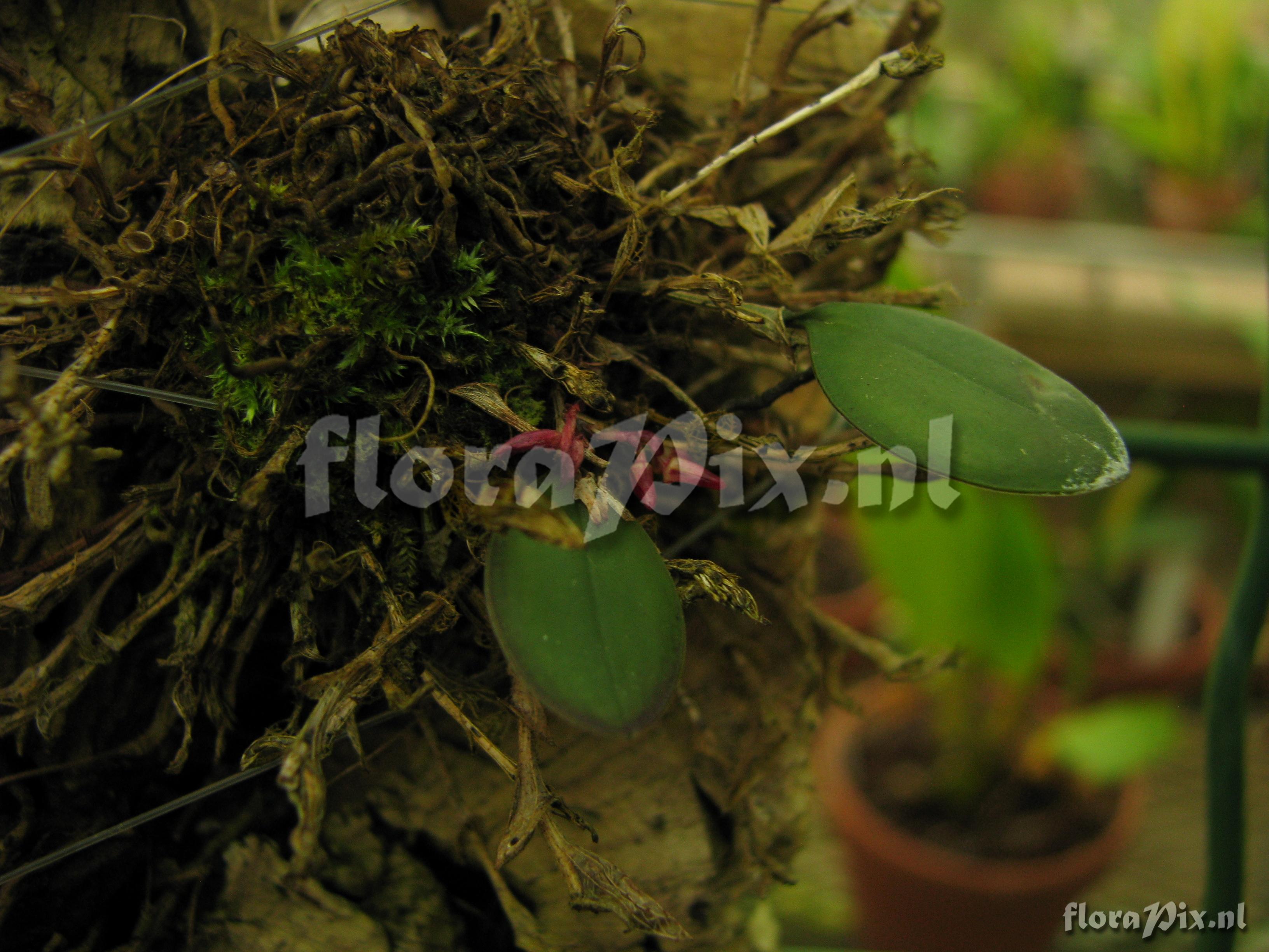 Pleurothallis orbicularis