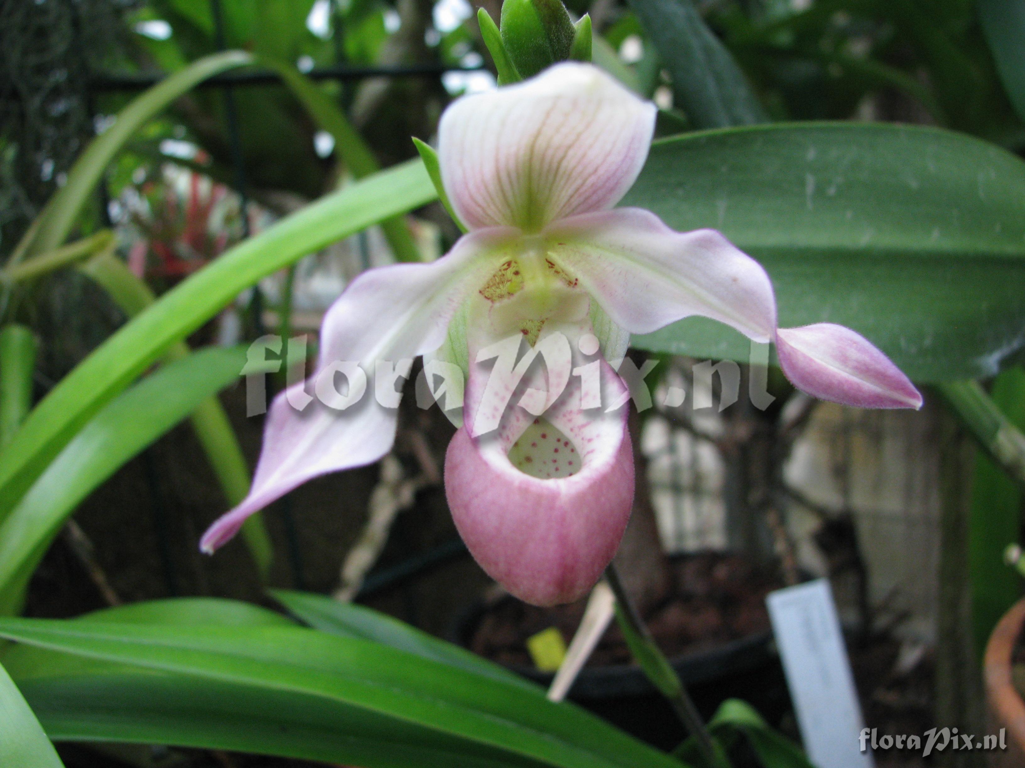 Phragmipedium x sedenii var. candidulum