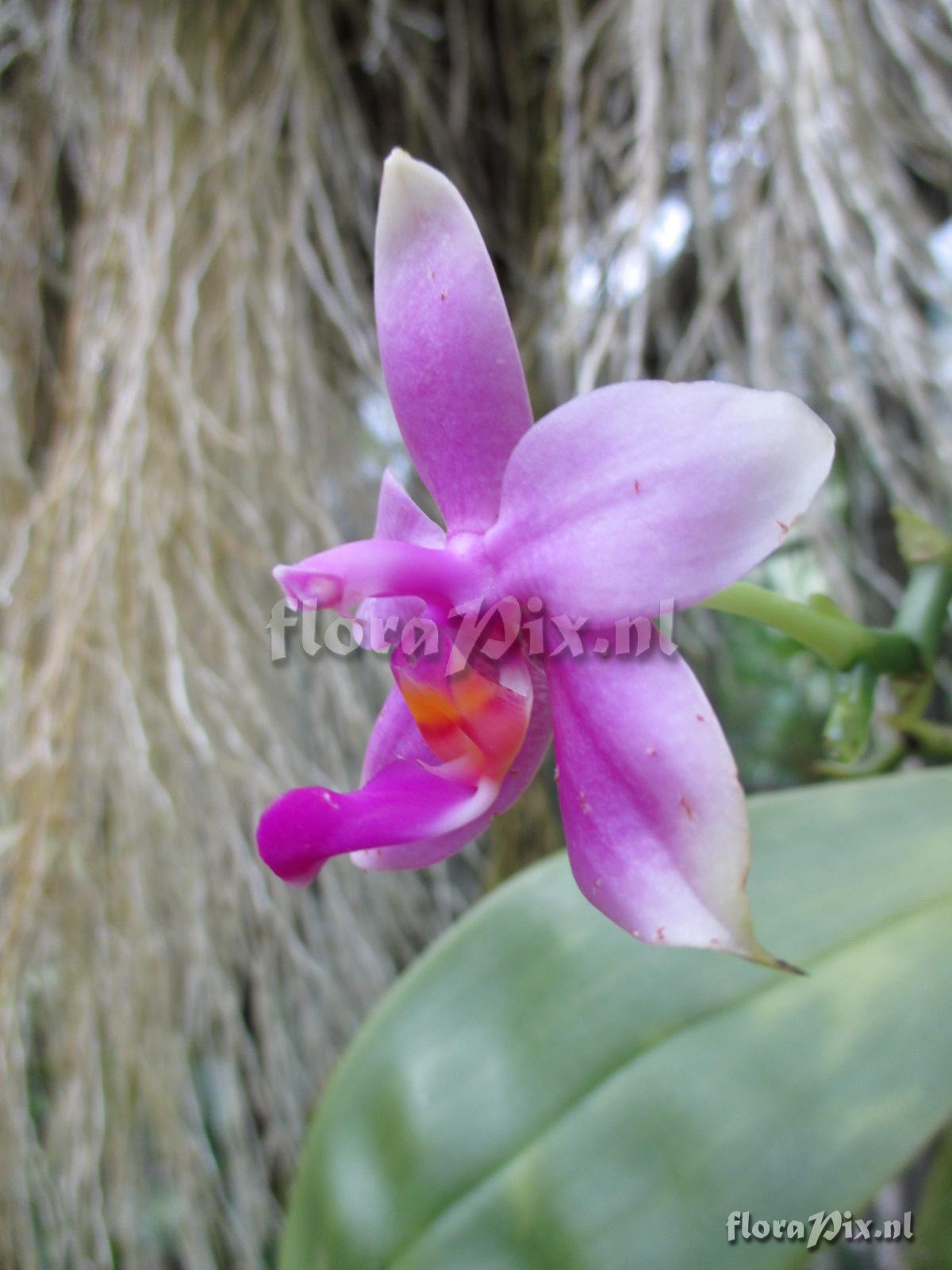 Phalaenopsis violacea.JPG