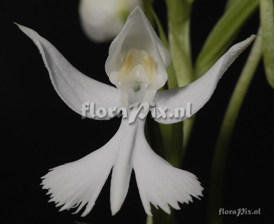 Habenaria dentata