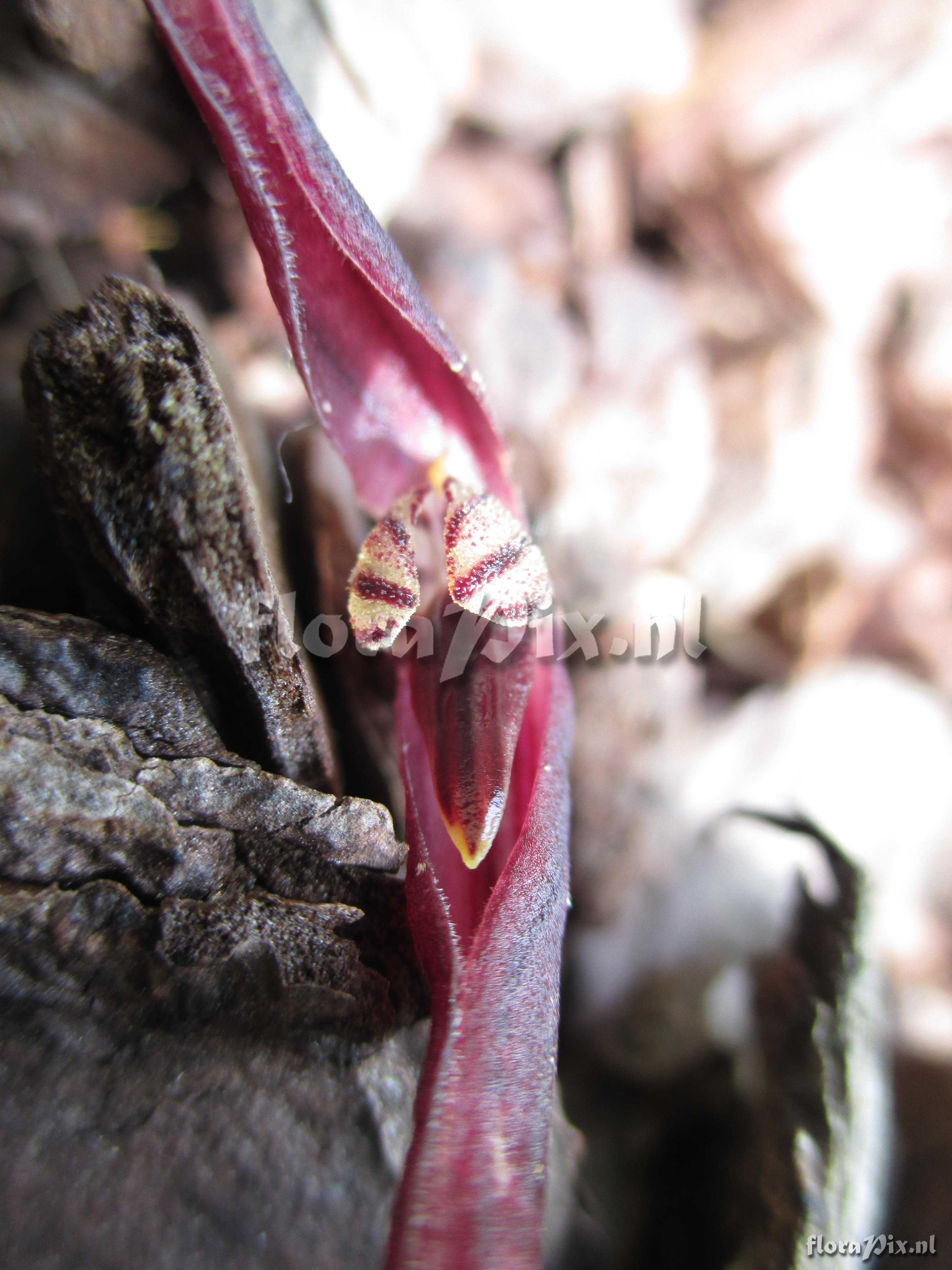 Pleurothallis tuerkheimii