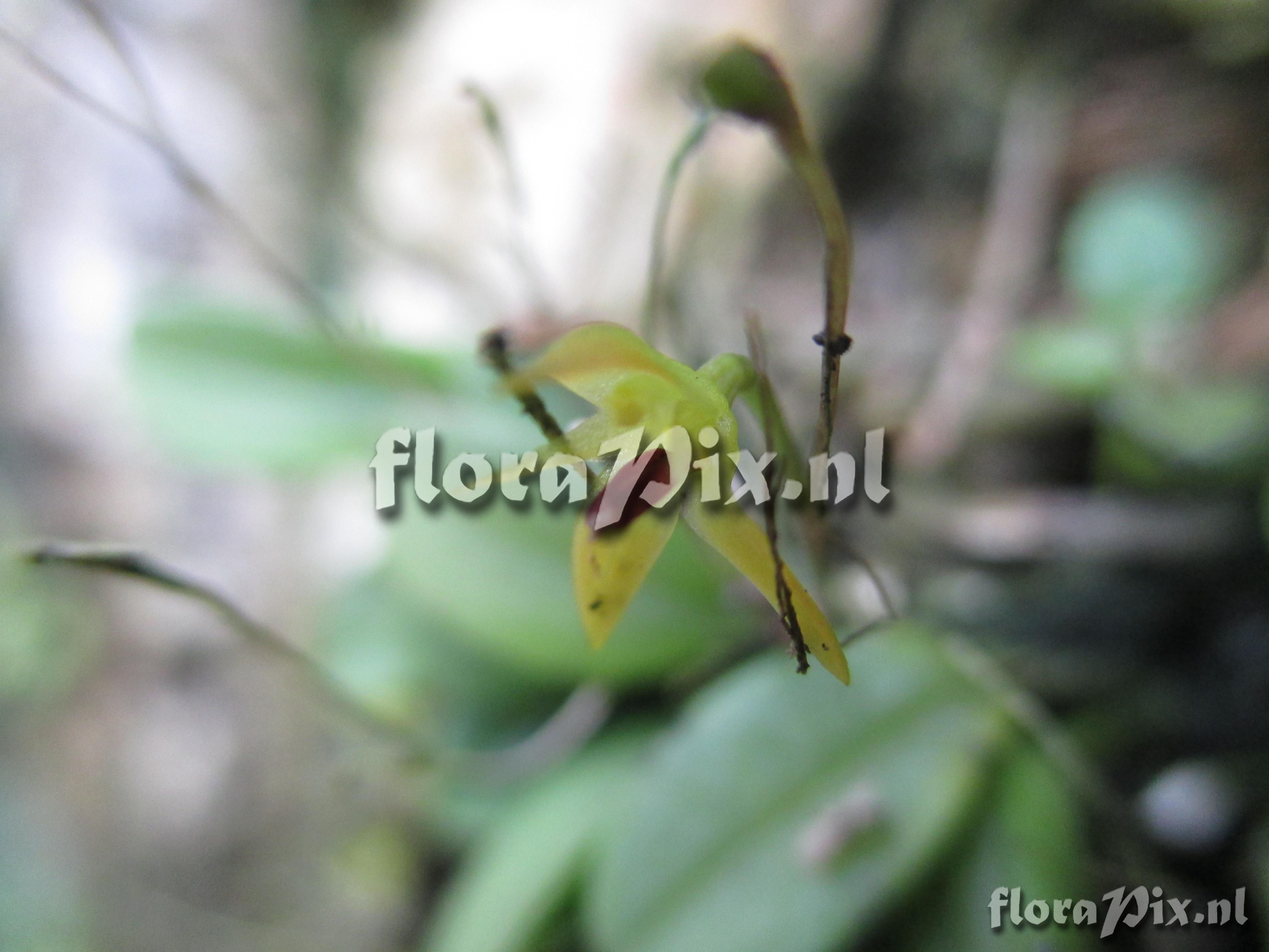 Pleurothallis pigonoides