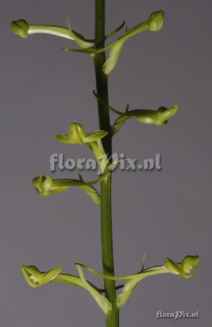 Habenaria lucida