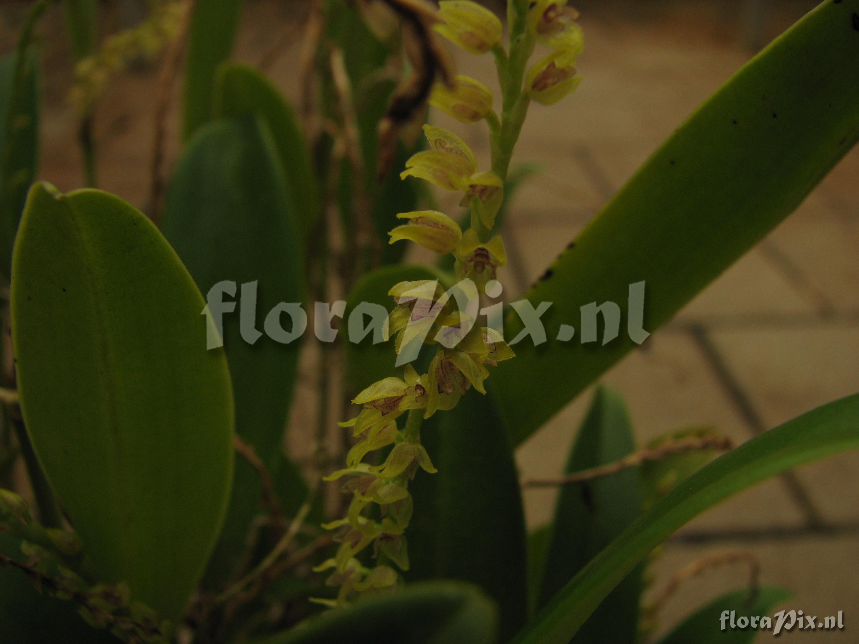 Pleurothallis velaticaulis N