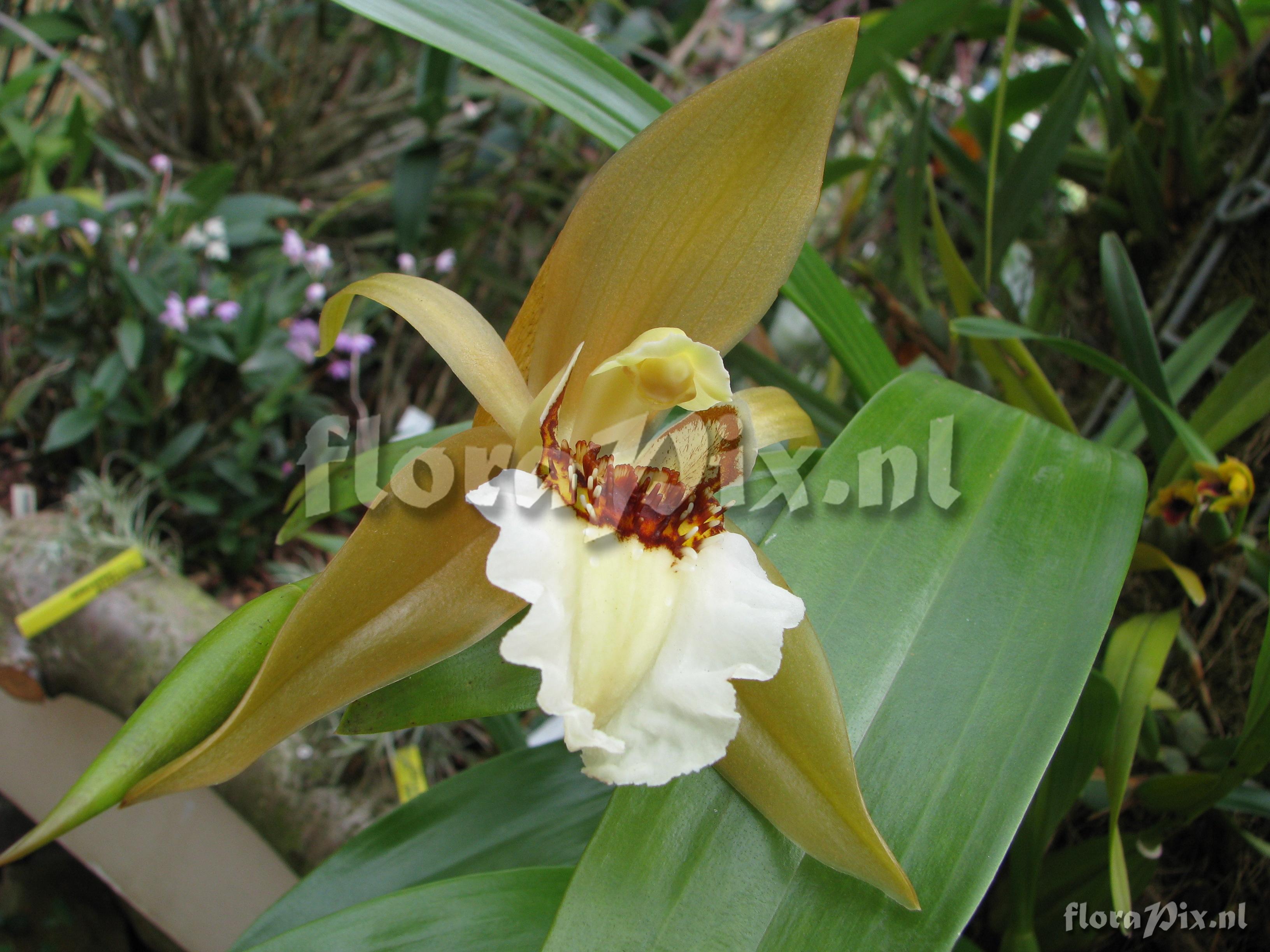 Coelogyne lawrenceana