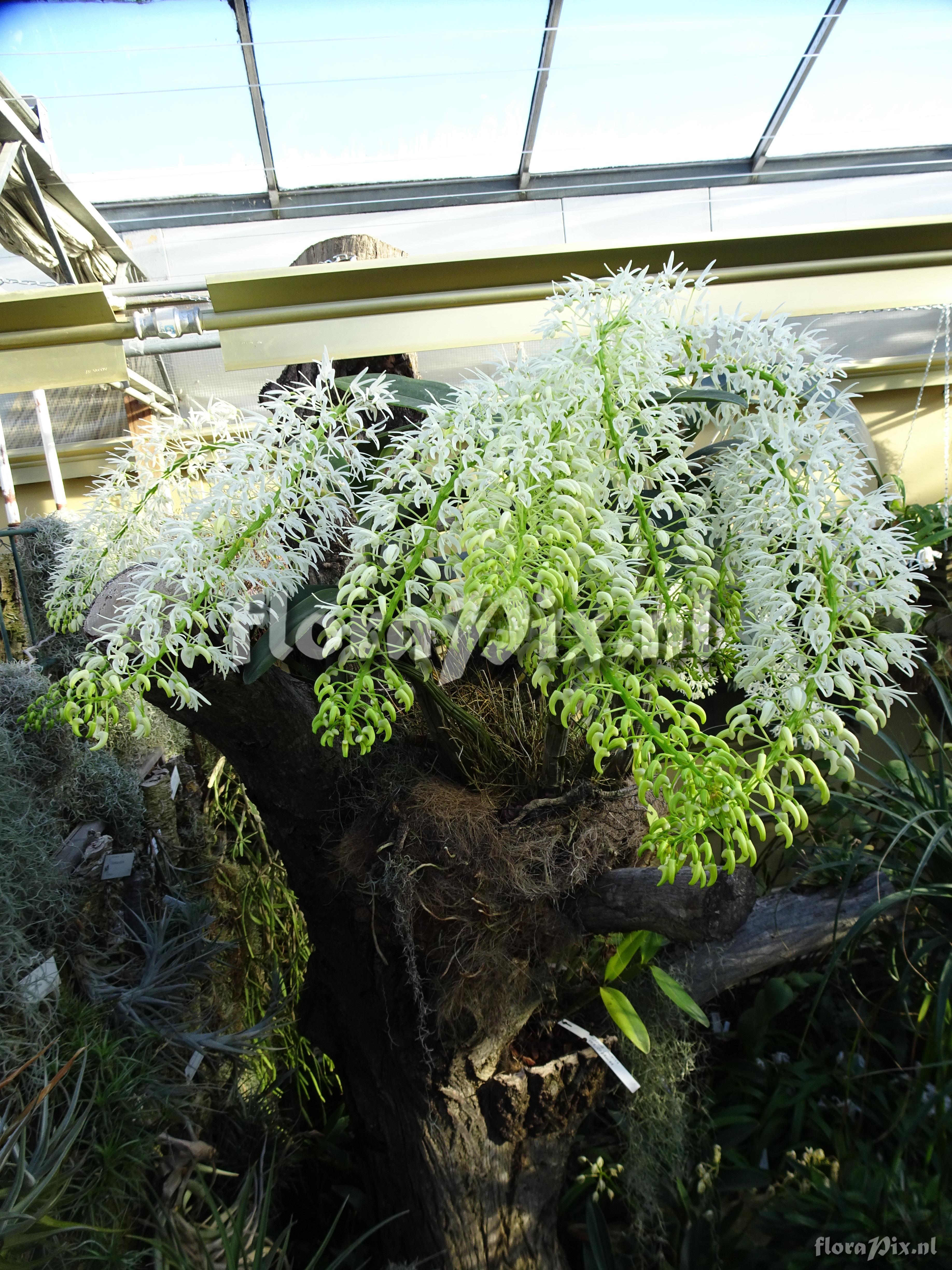 Dendrobium speciosum var Hillii