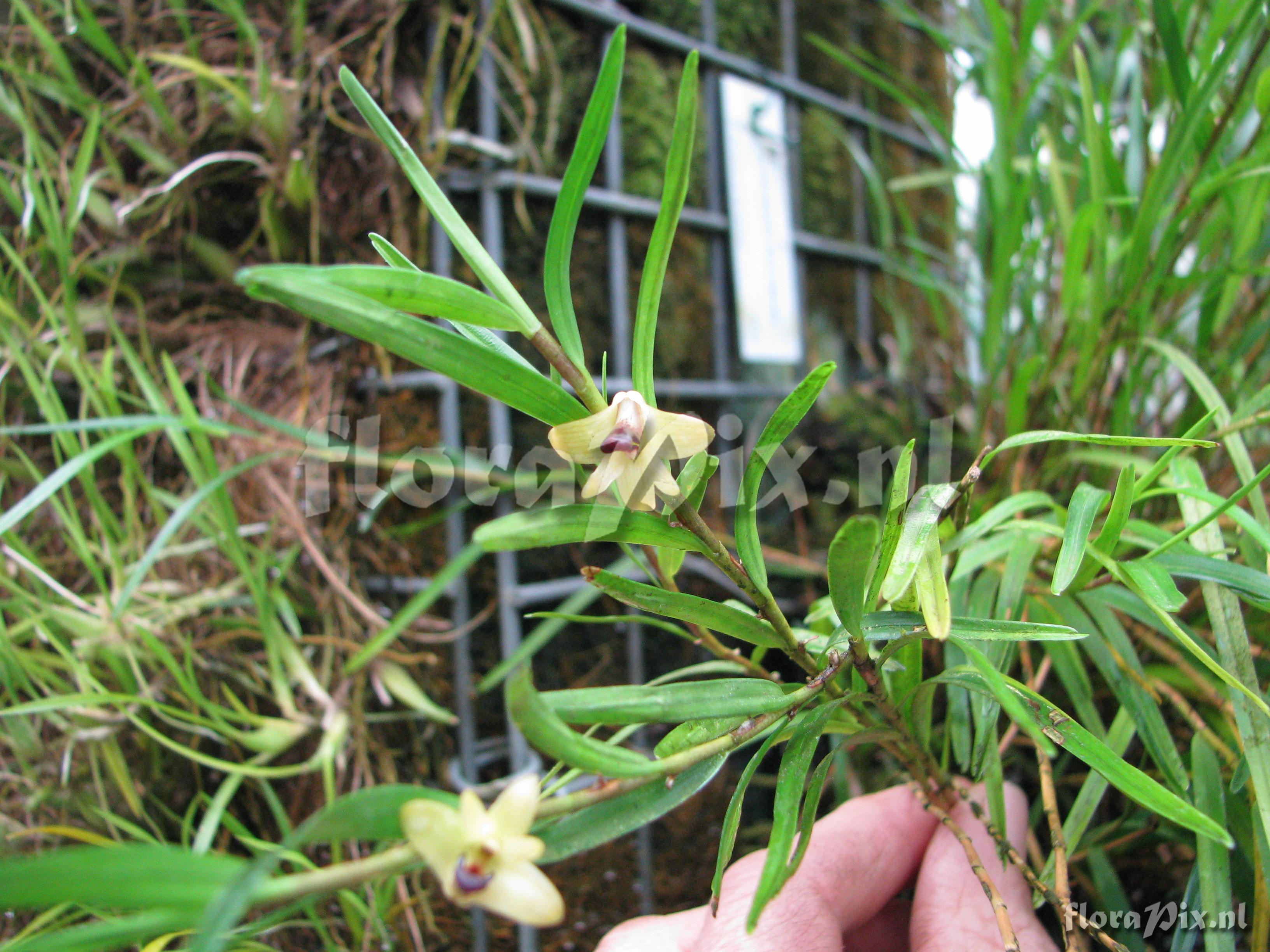 Dendrobium koordersii