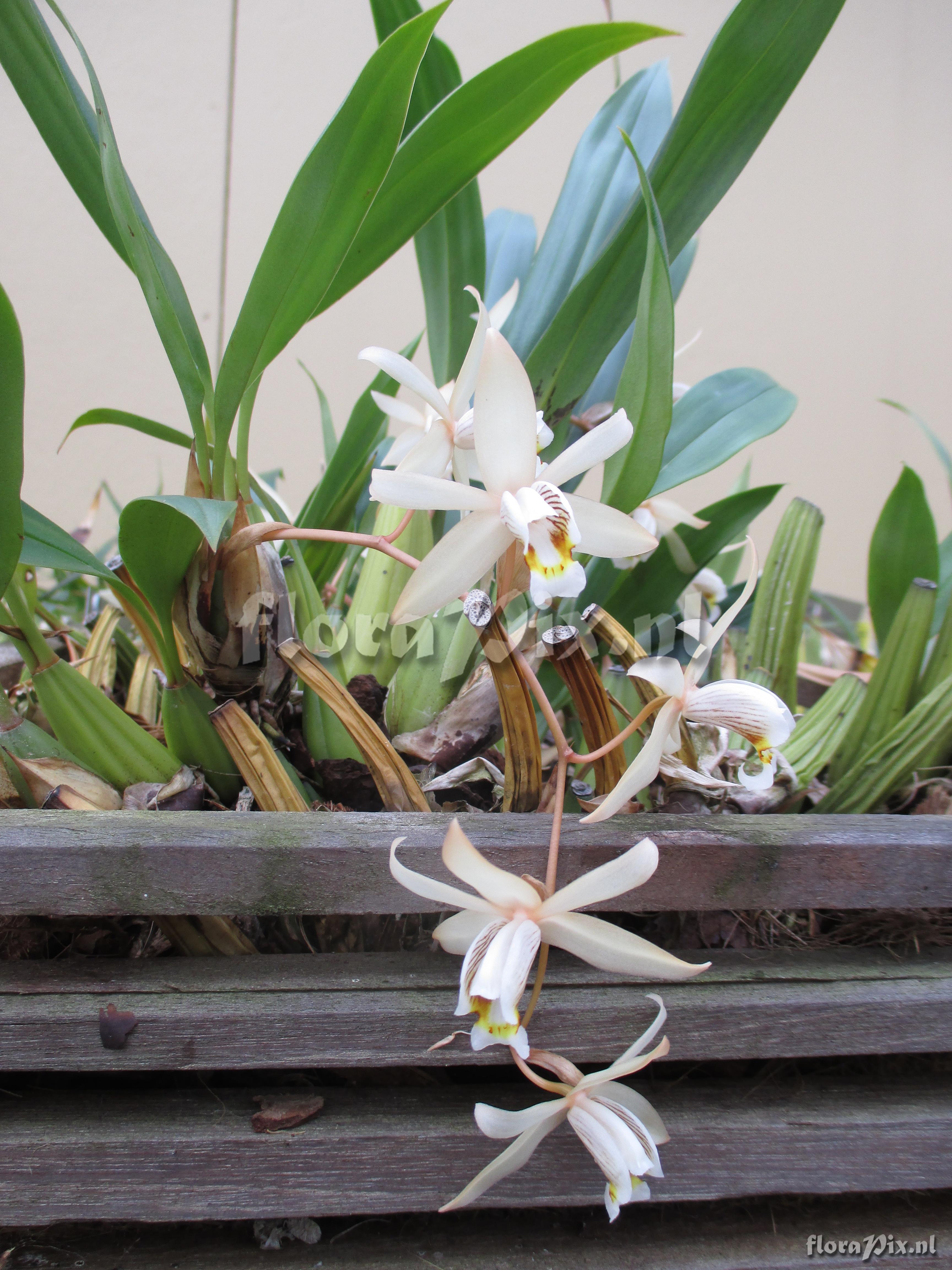 Coelogyne flaccida