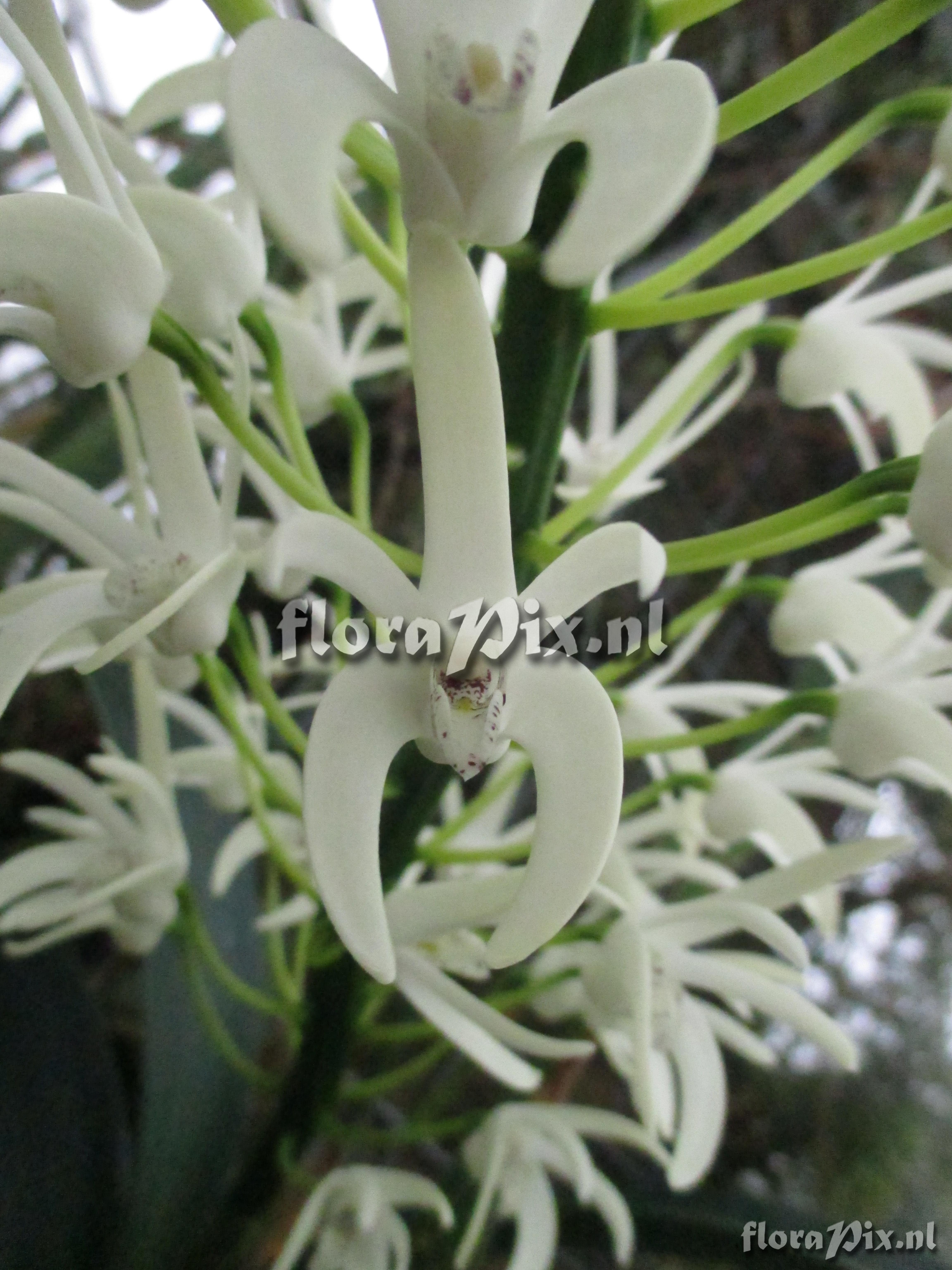 Dendrobium speciosum var. speciosum