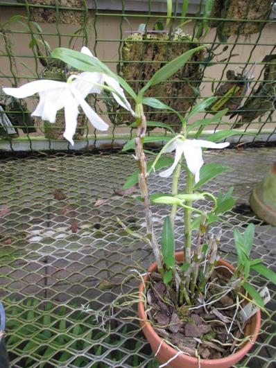 Dendrobium nobile 'Virginale'