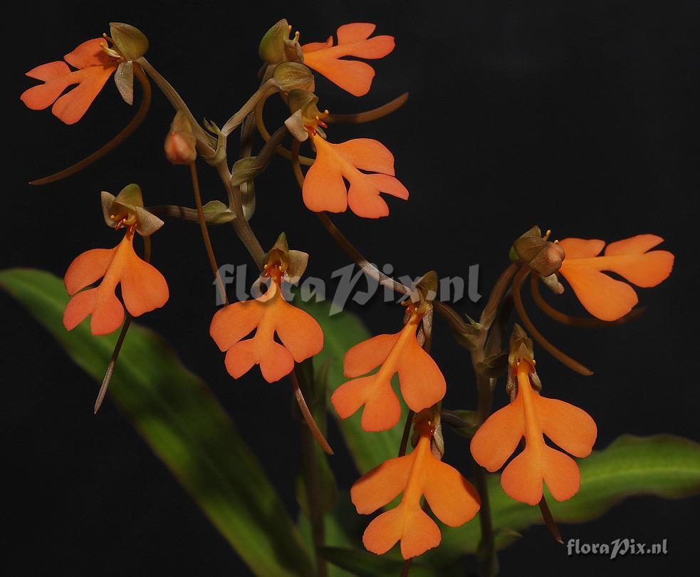 Habenaria rhodocheila