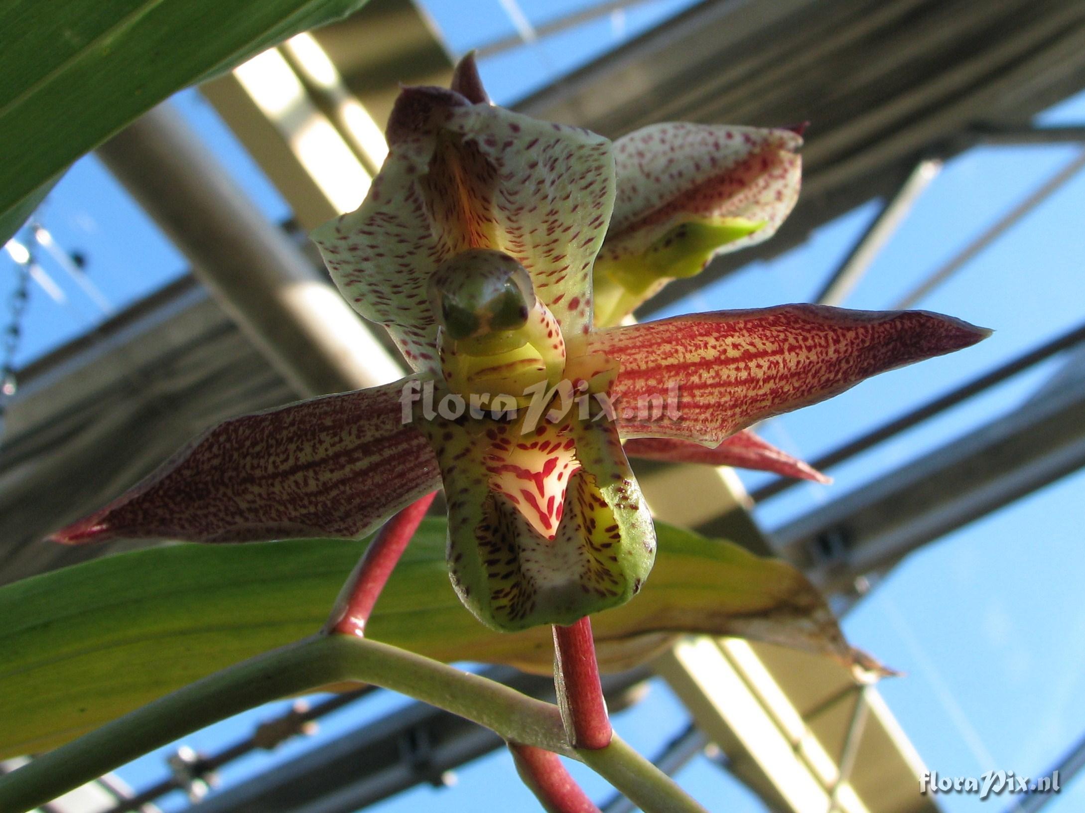 Catasetum dupliciscutulatum