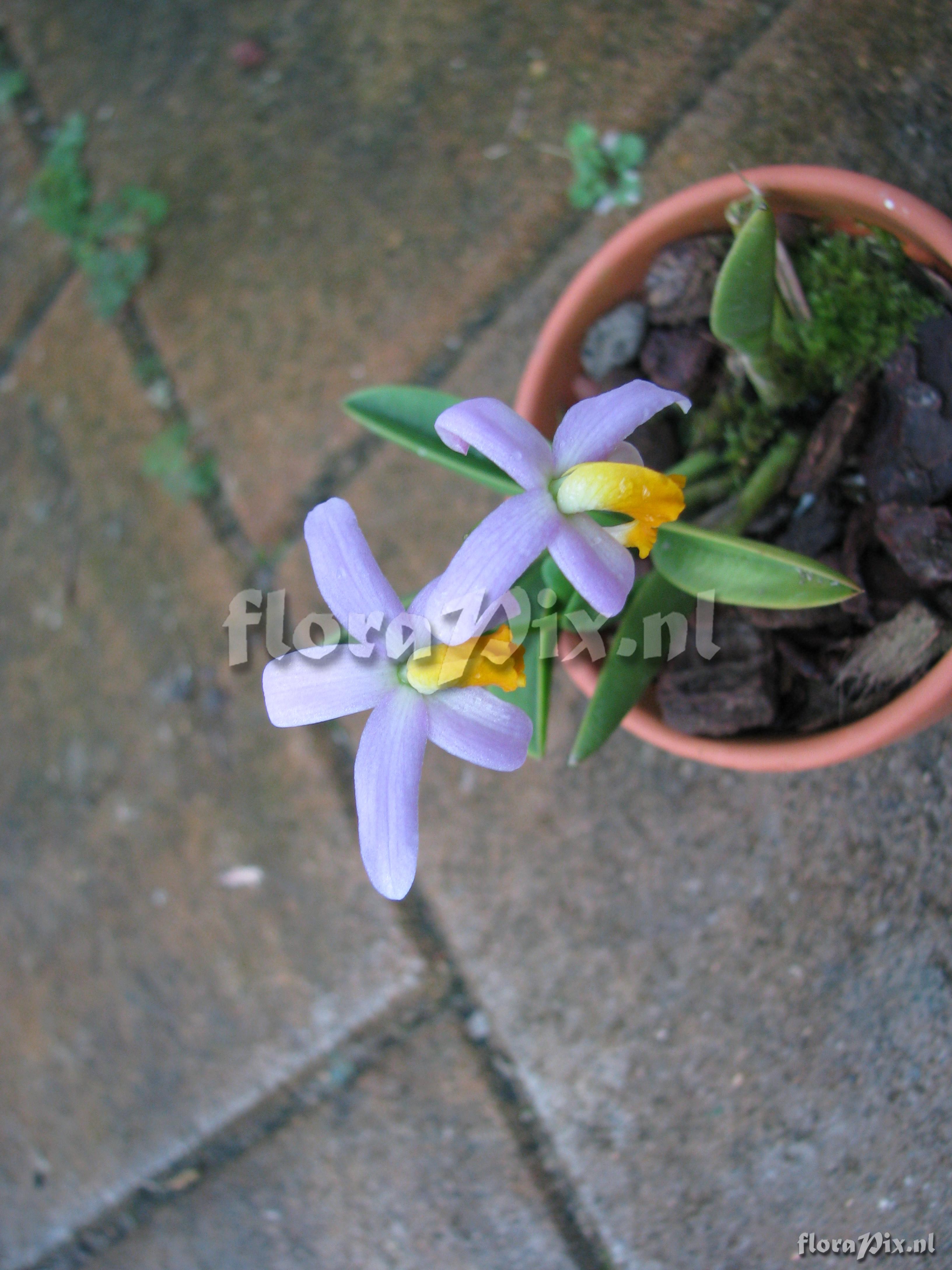 Cattleya longipes