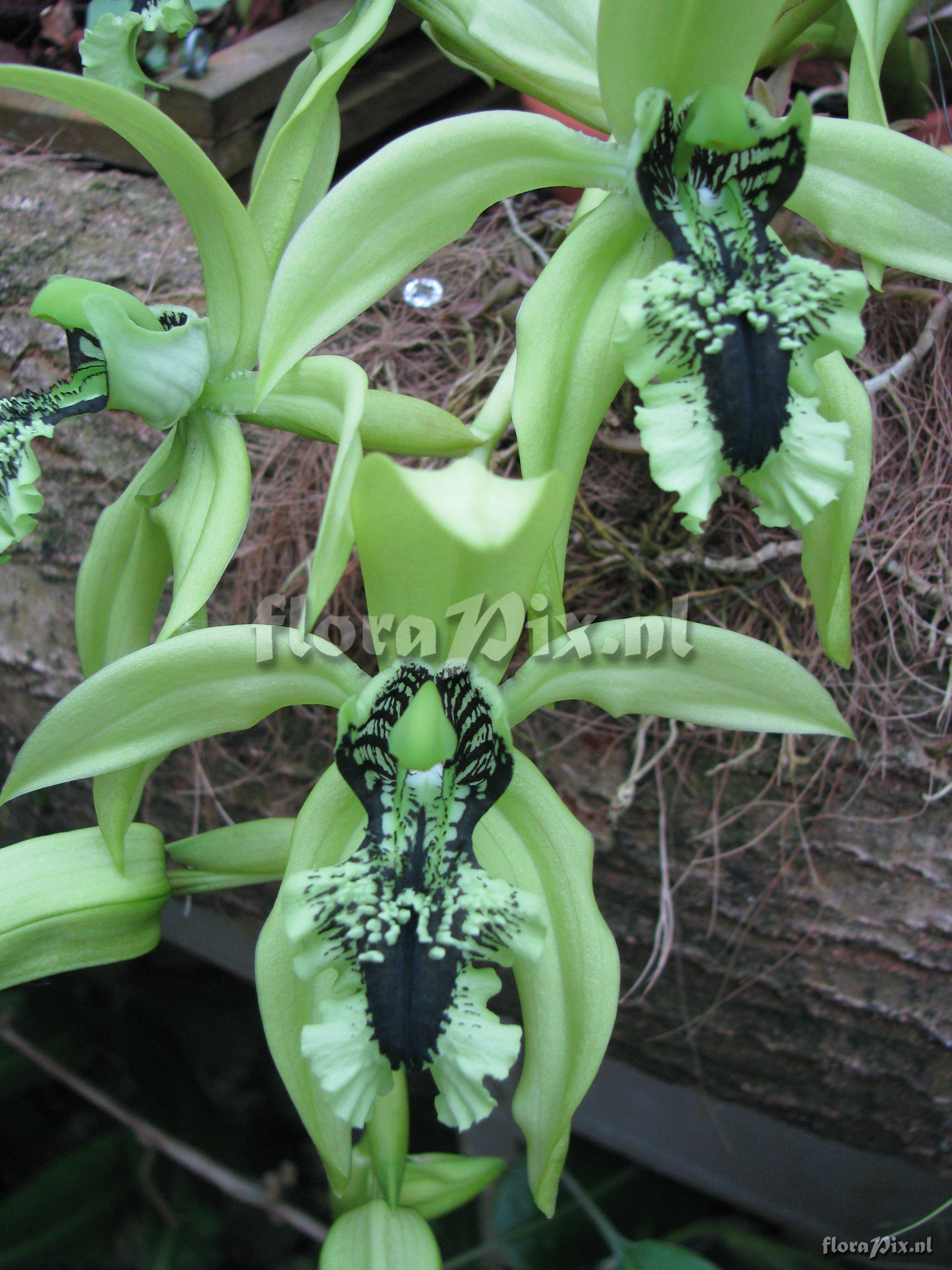 Coelogyne pandurata