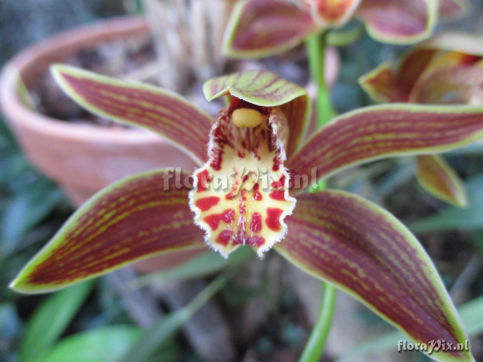 Cymbidium gigant.