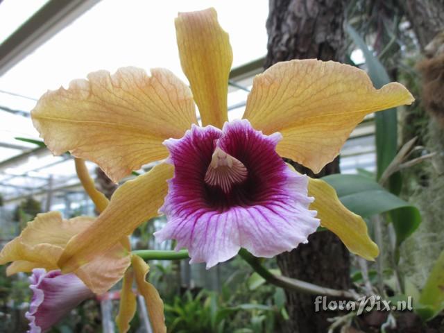 Cattleya tenebrosa f. aurea