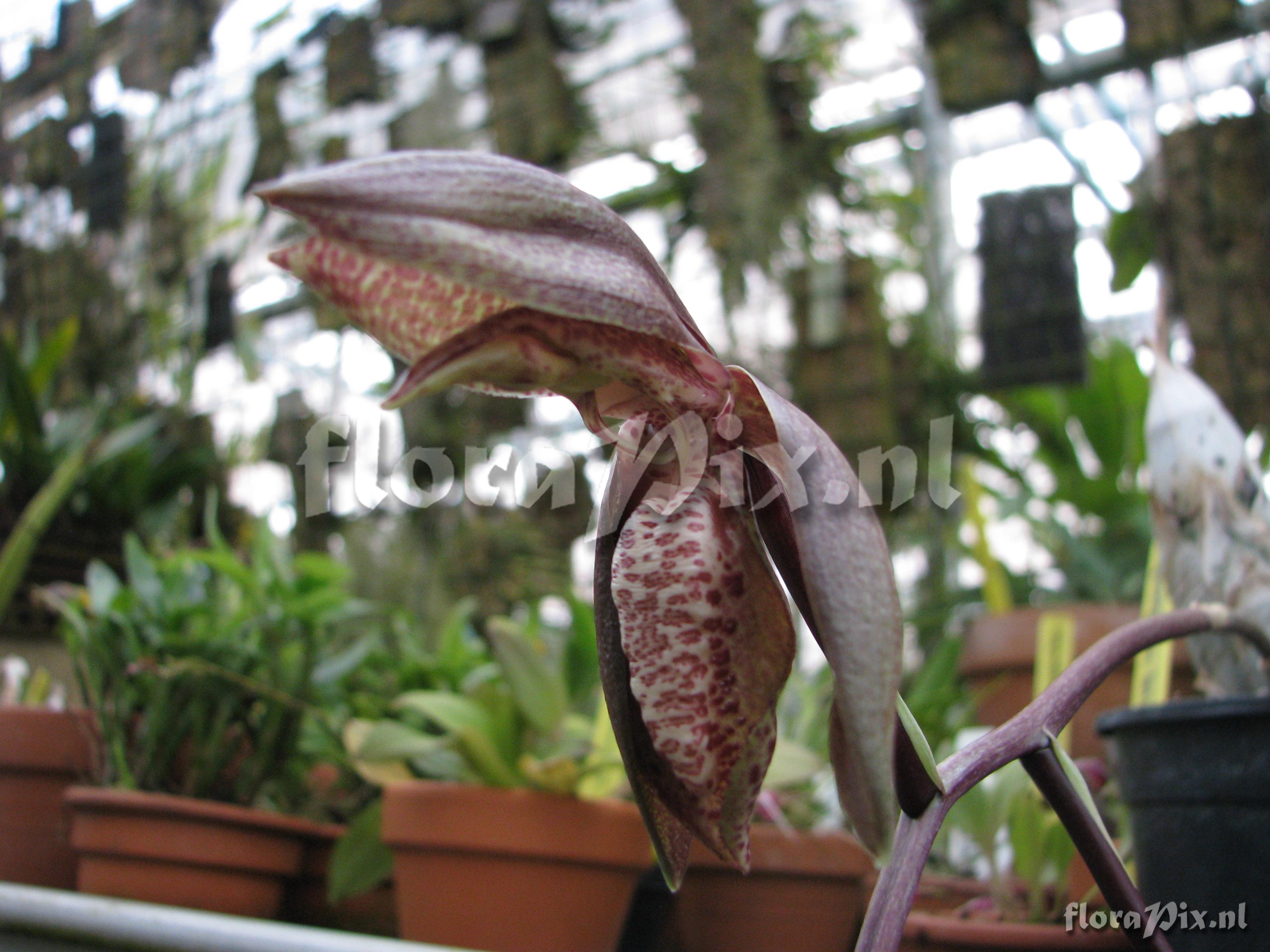 Catasetum tabulare