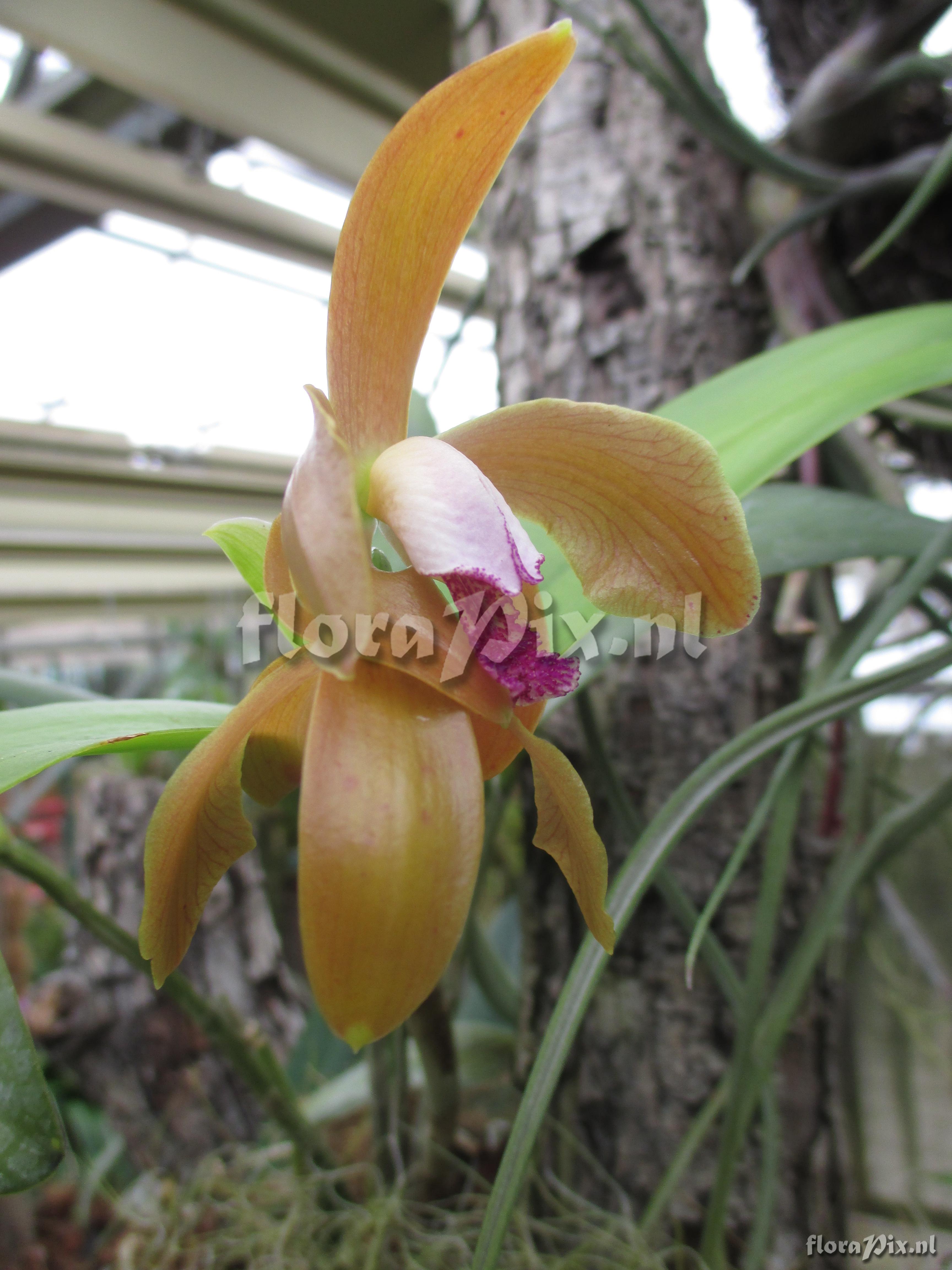 Cattleya tenebrosa f. aurea