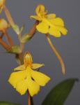 Habenaria rhodocheila (Yellow form)