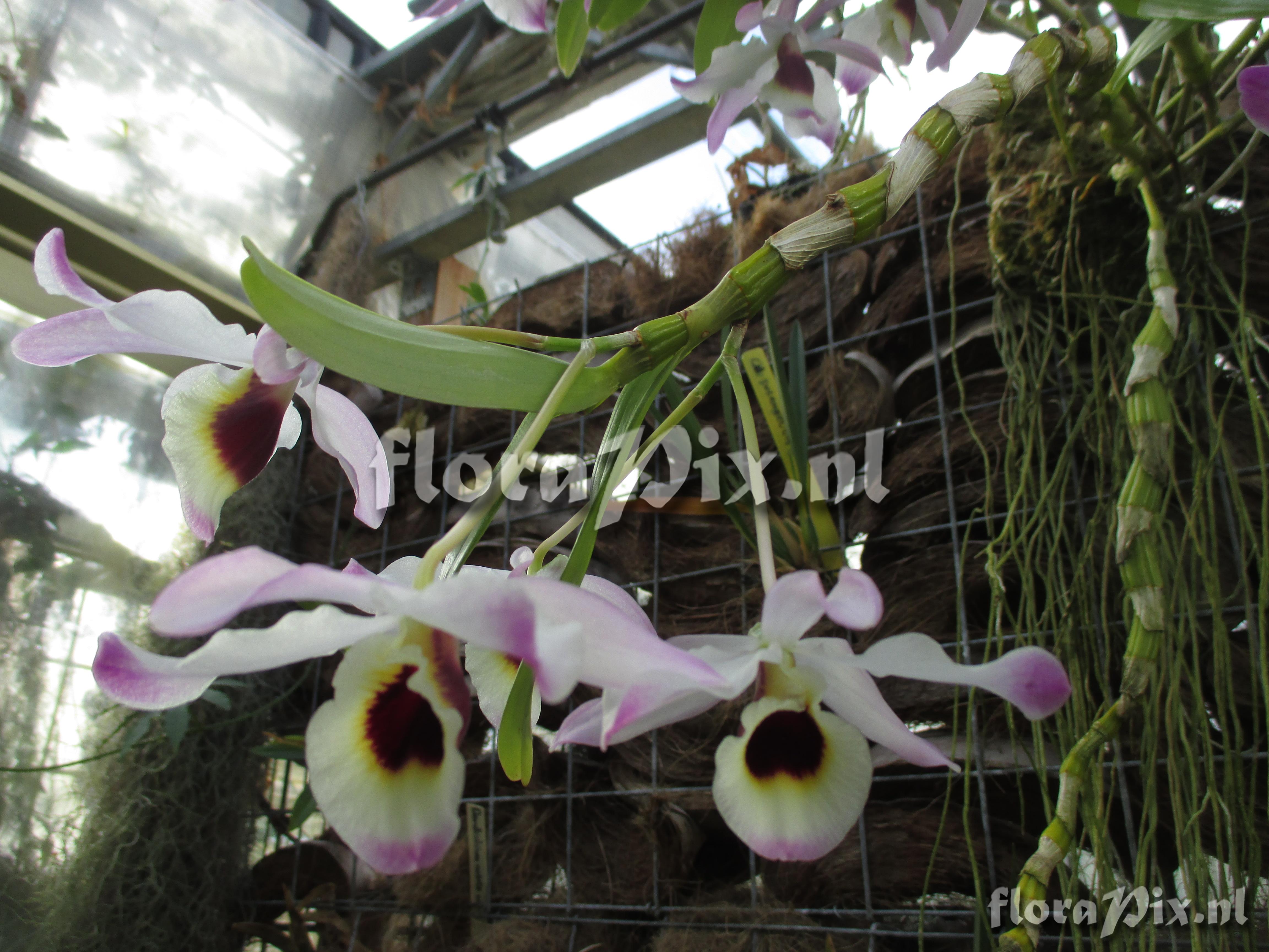 Dendrobium spec.