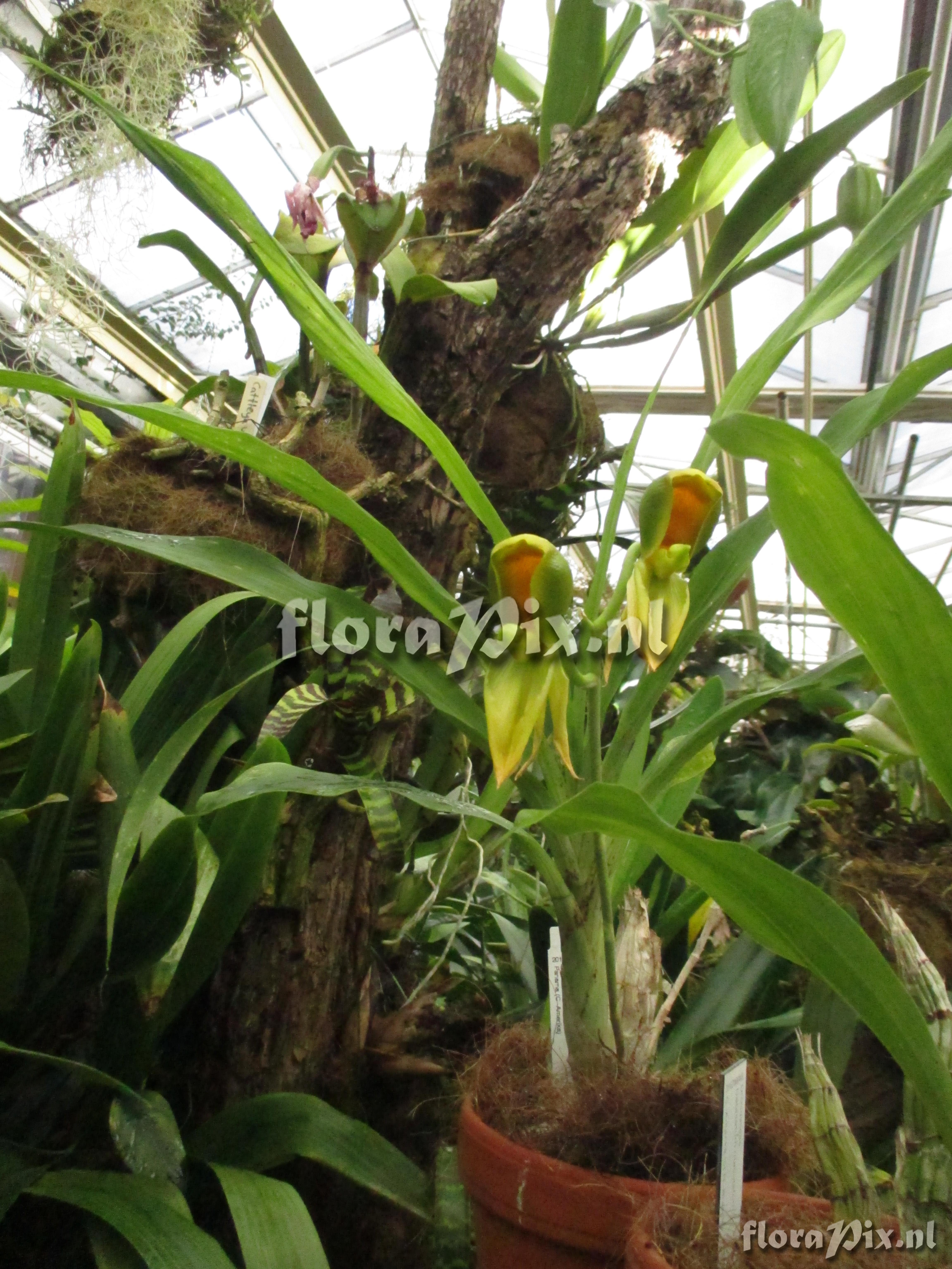 Catasetum viridiflavum