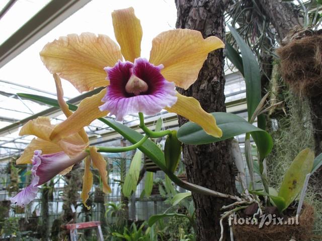 Cattleya tenebrosa f. aurea