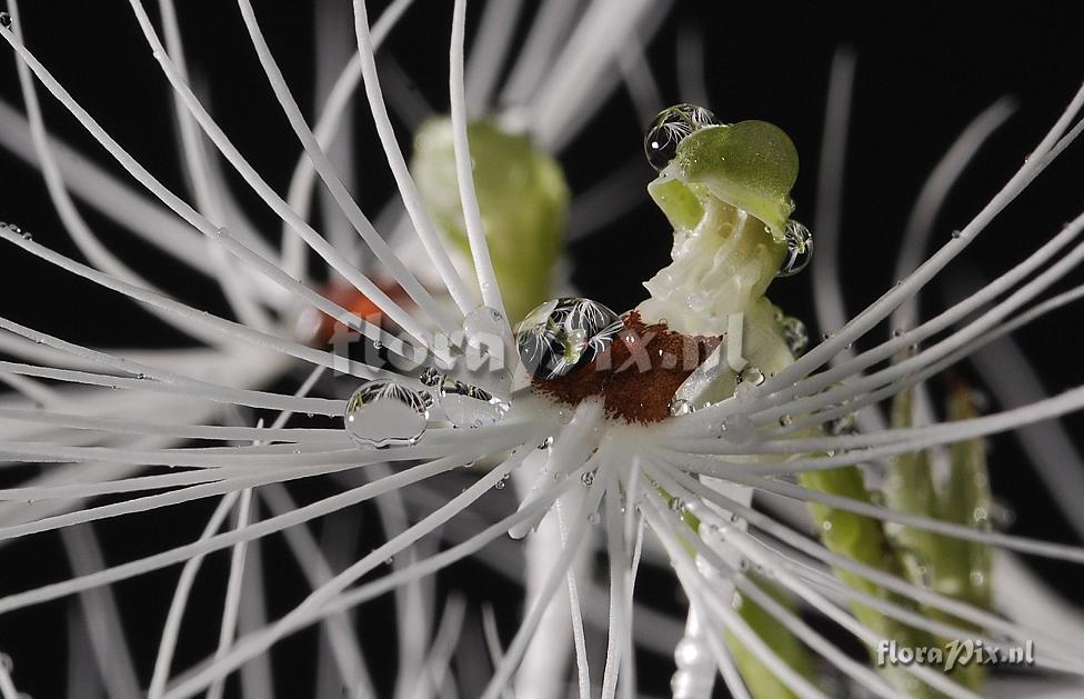 Habenaria medusa