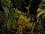 Dendrobium lobulatum