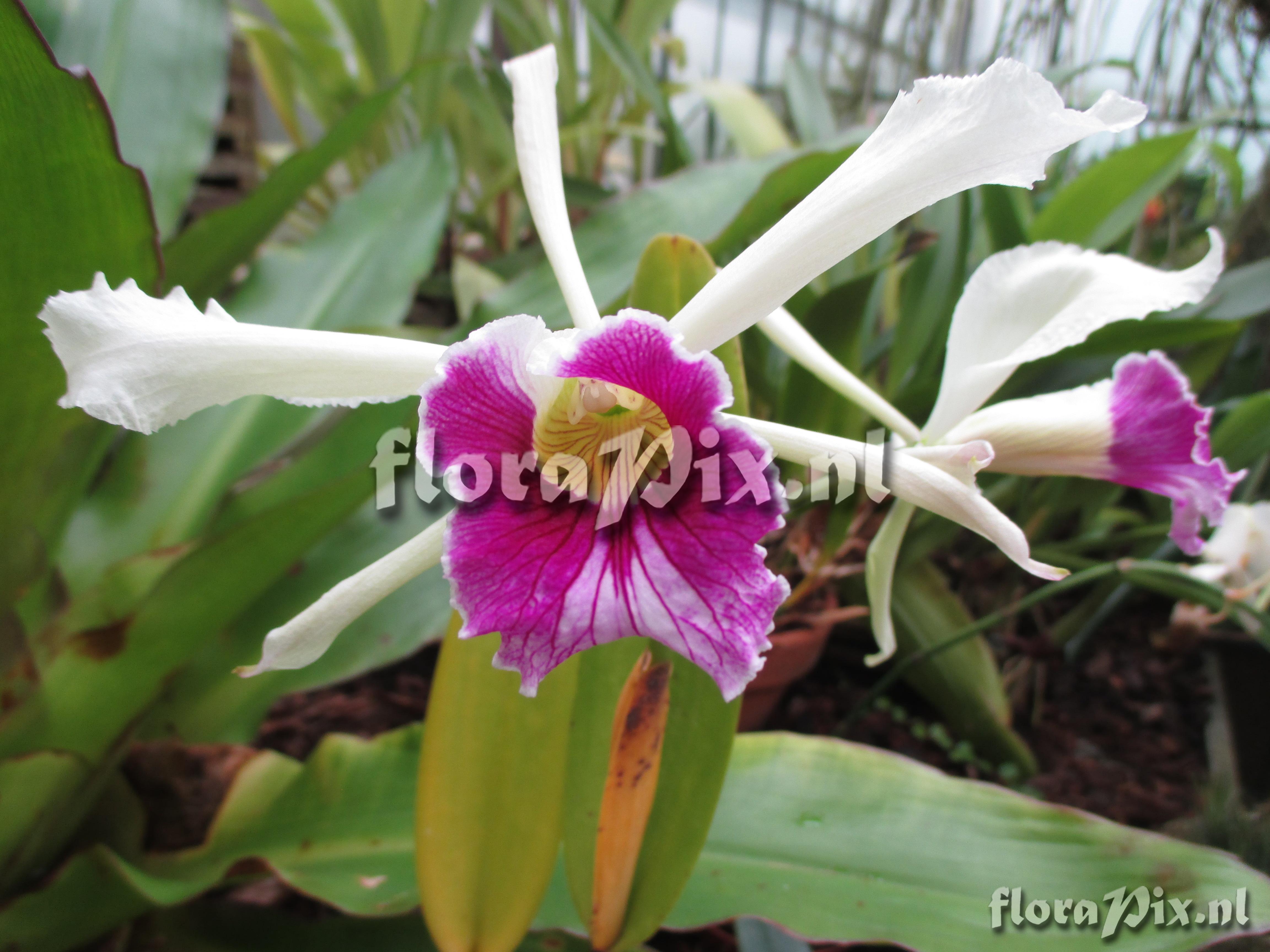 Cattleya purpurata