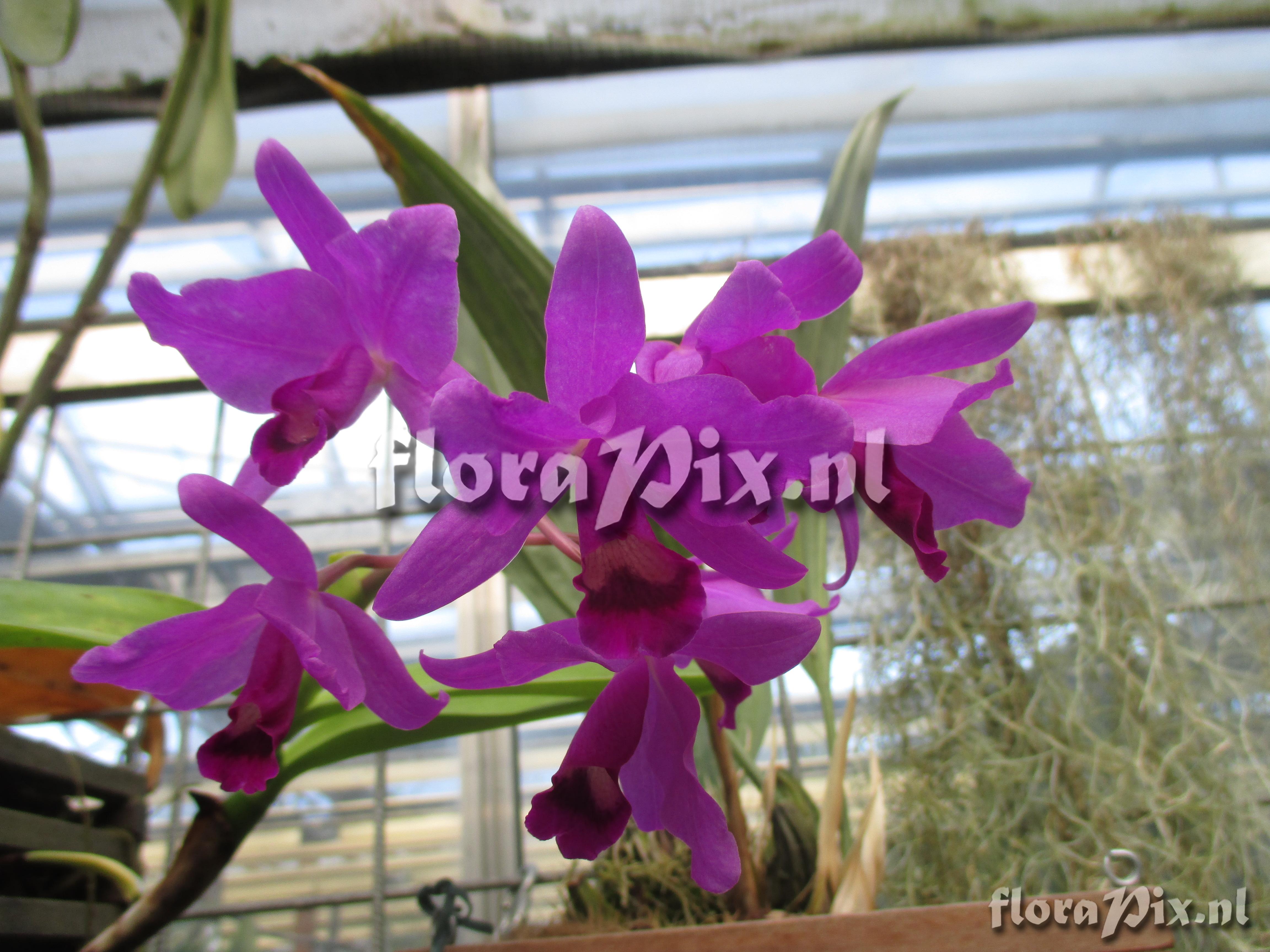 Cattleya bowringiana